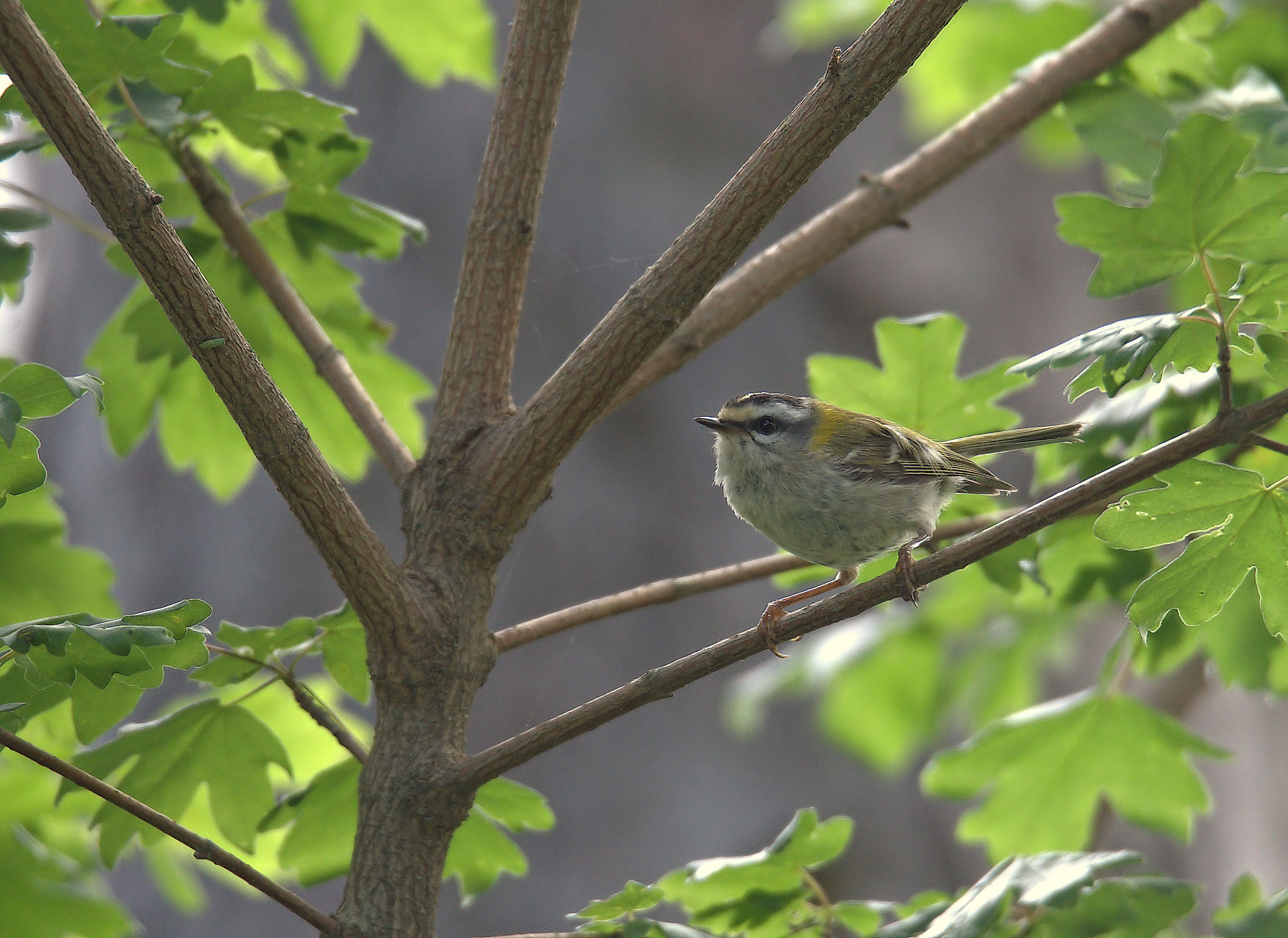 Firecrest