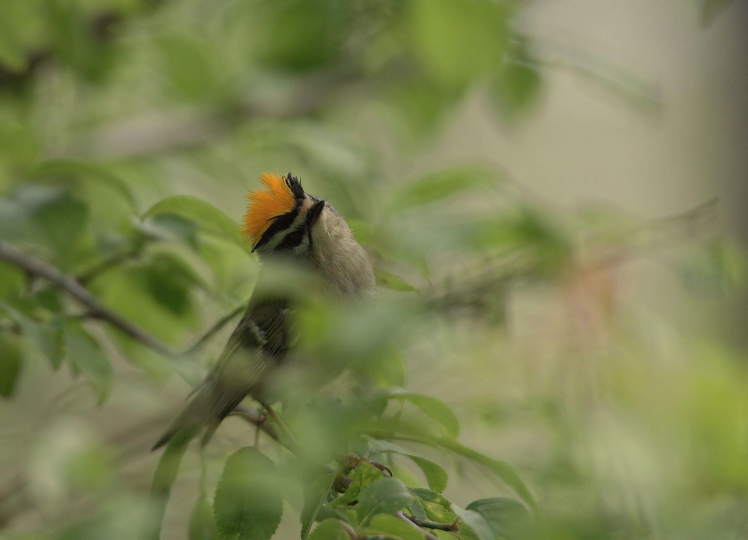 Firecrest