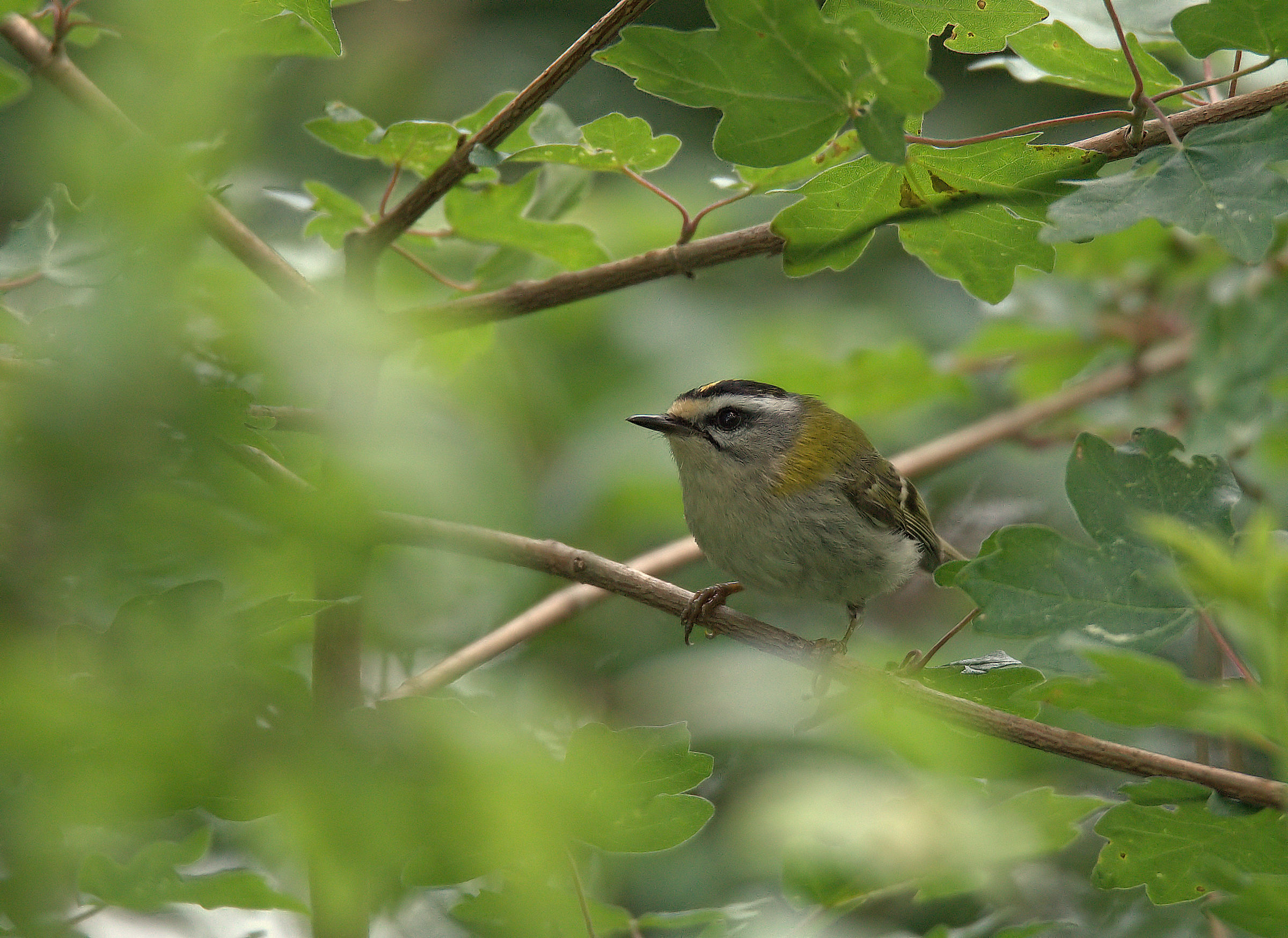Firecrest