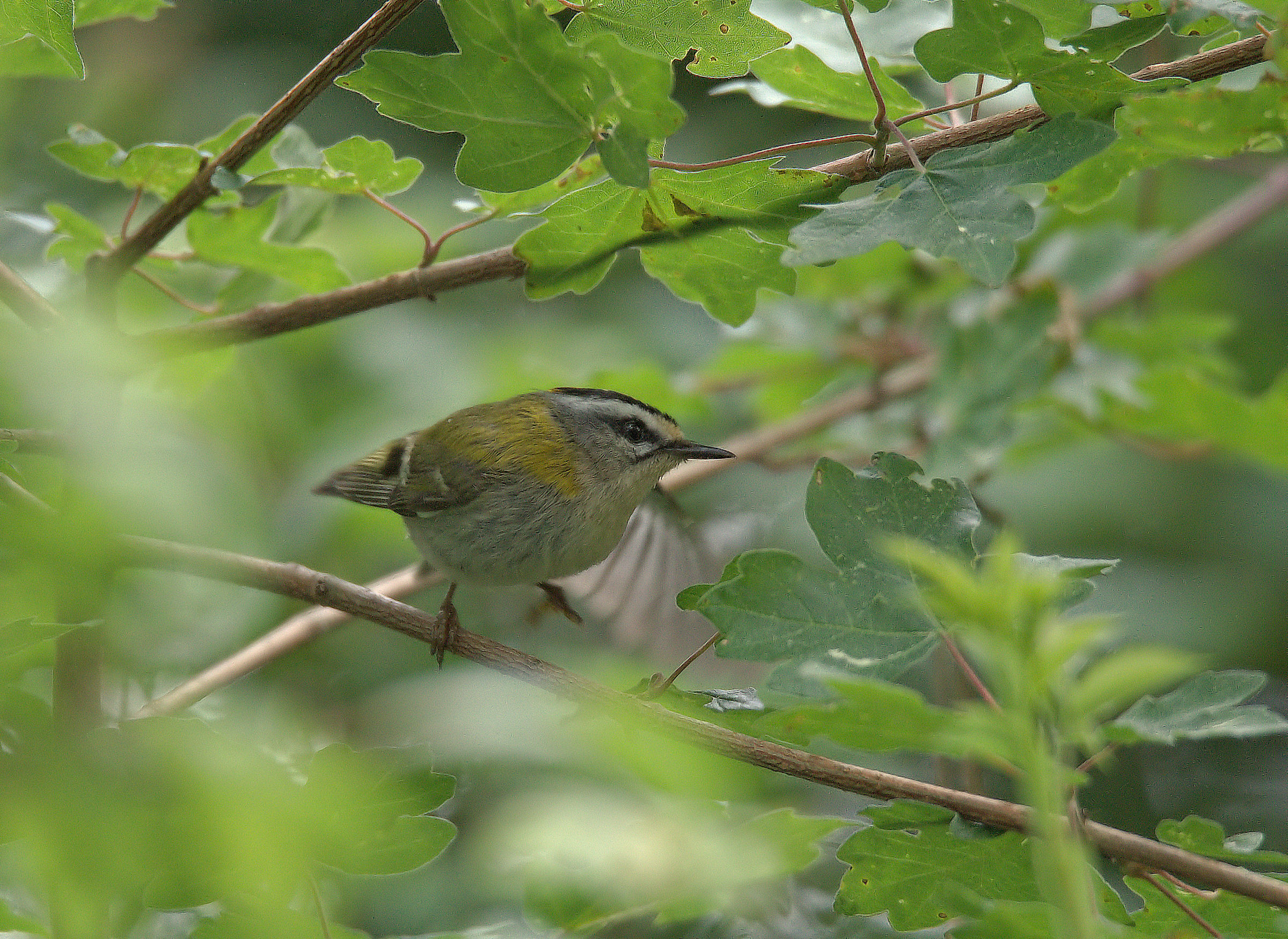 Firecrest