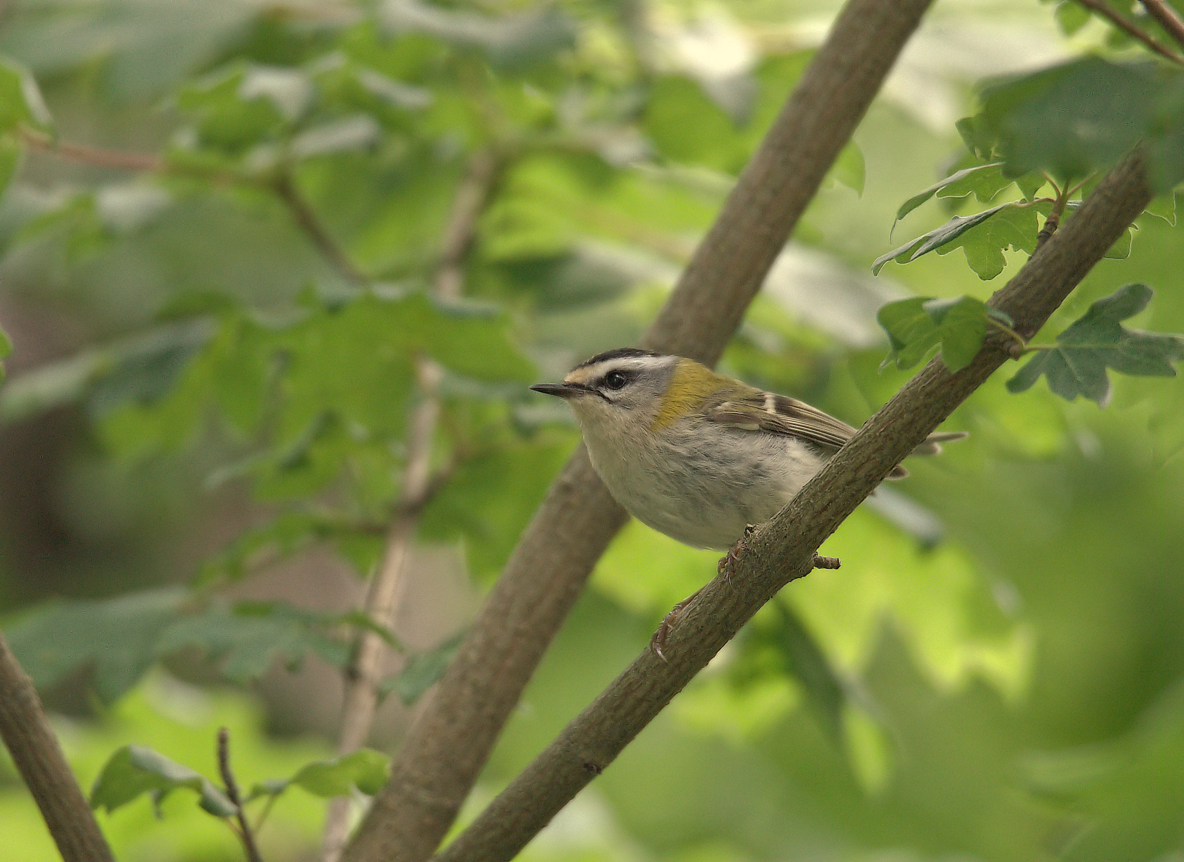 Firecrest