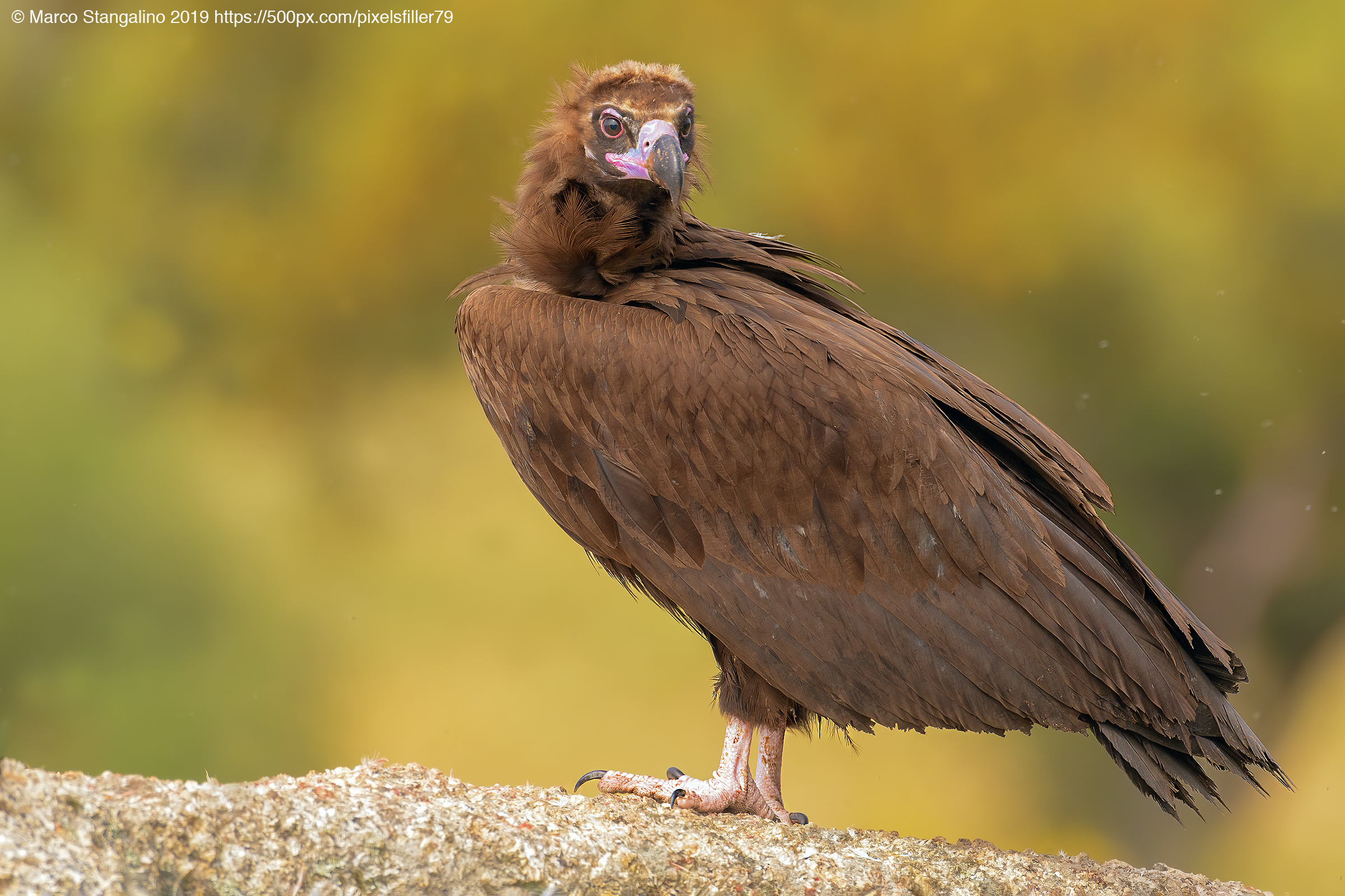 Monk Vulture...