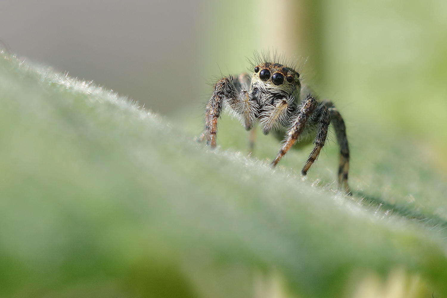 Jumping spider