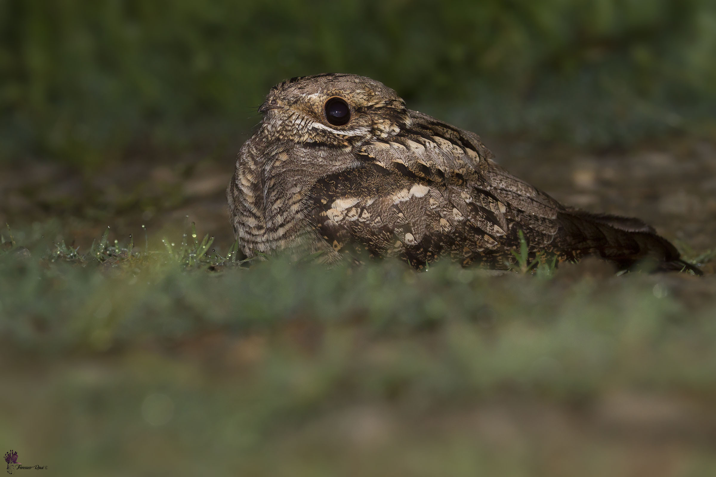 Nightjar