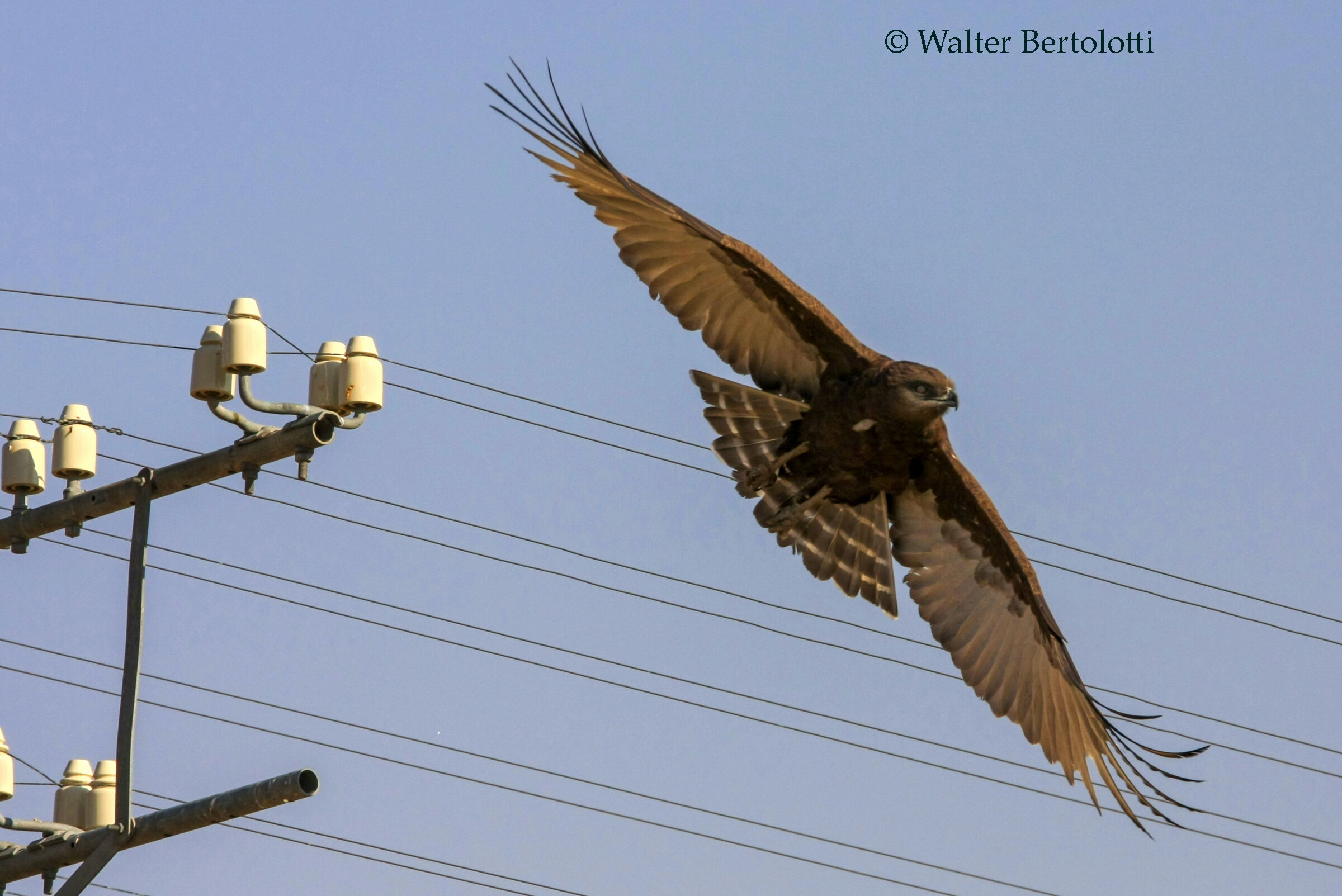 biancone bruno  (Circaetus cinereus)
