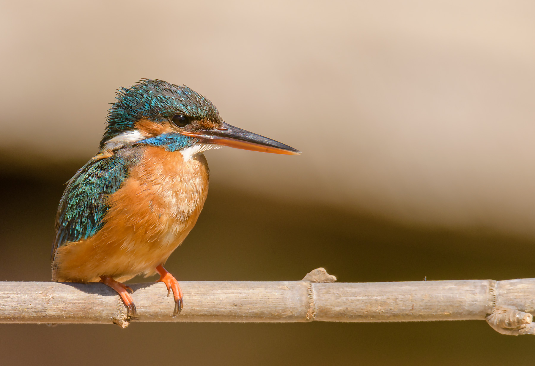 Kingfisher