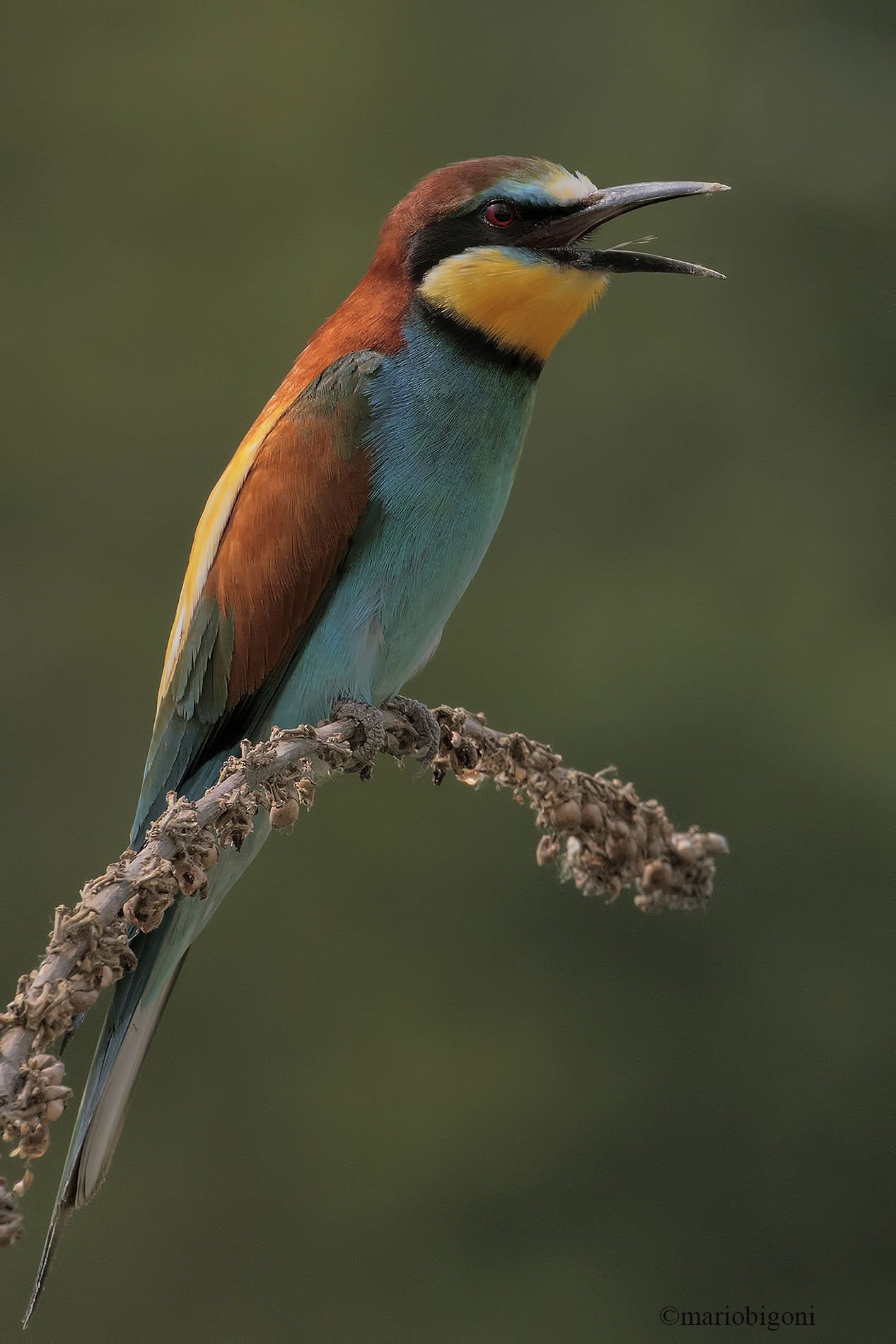 Bee-eater