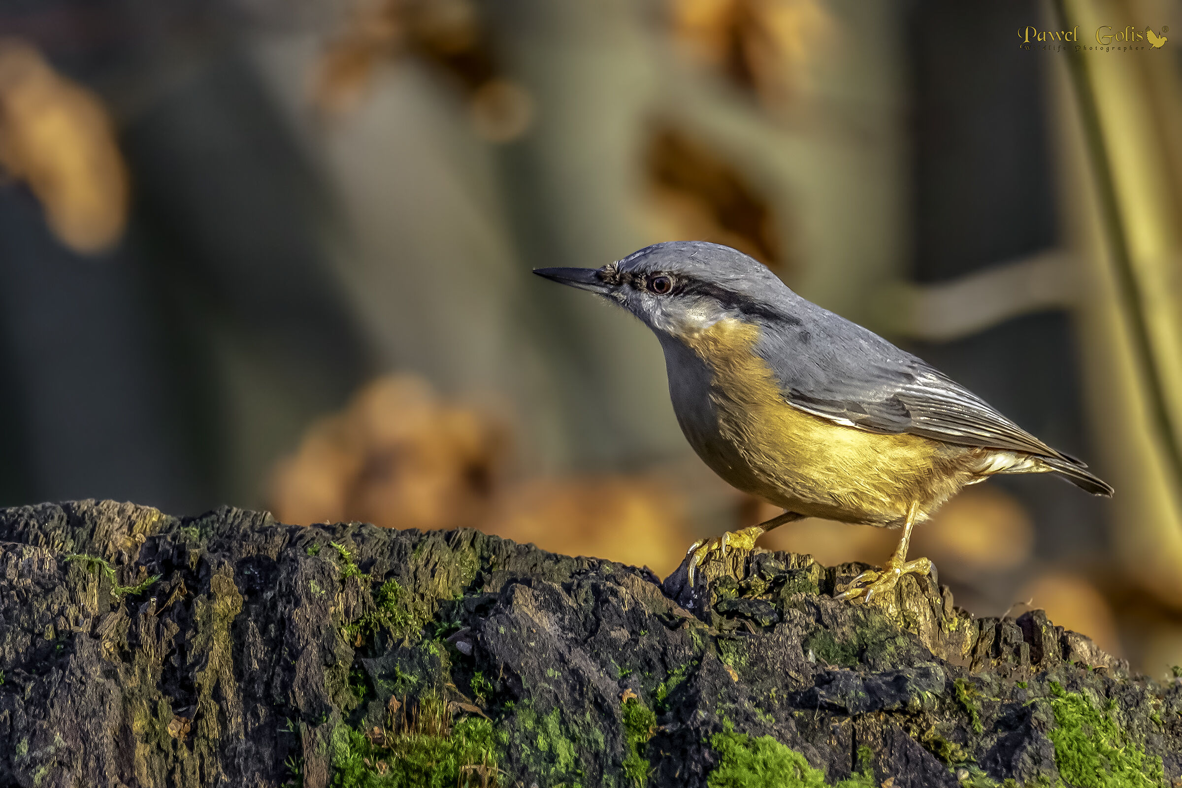 Nuthatch (Sitta europaea)