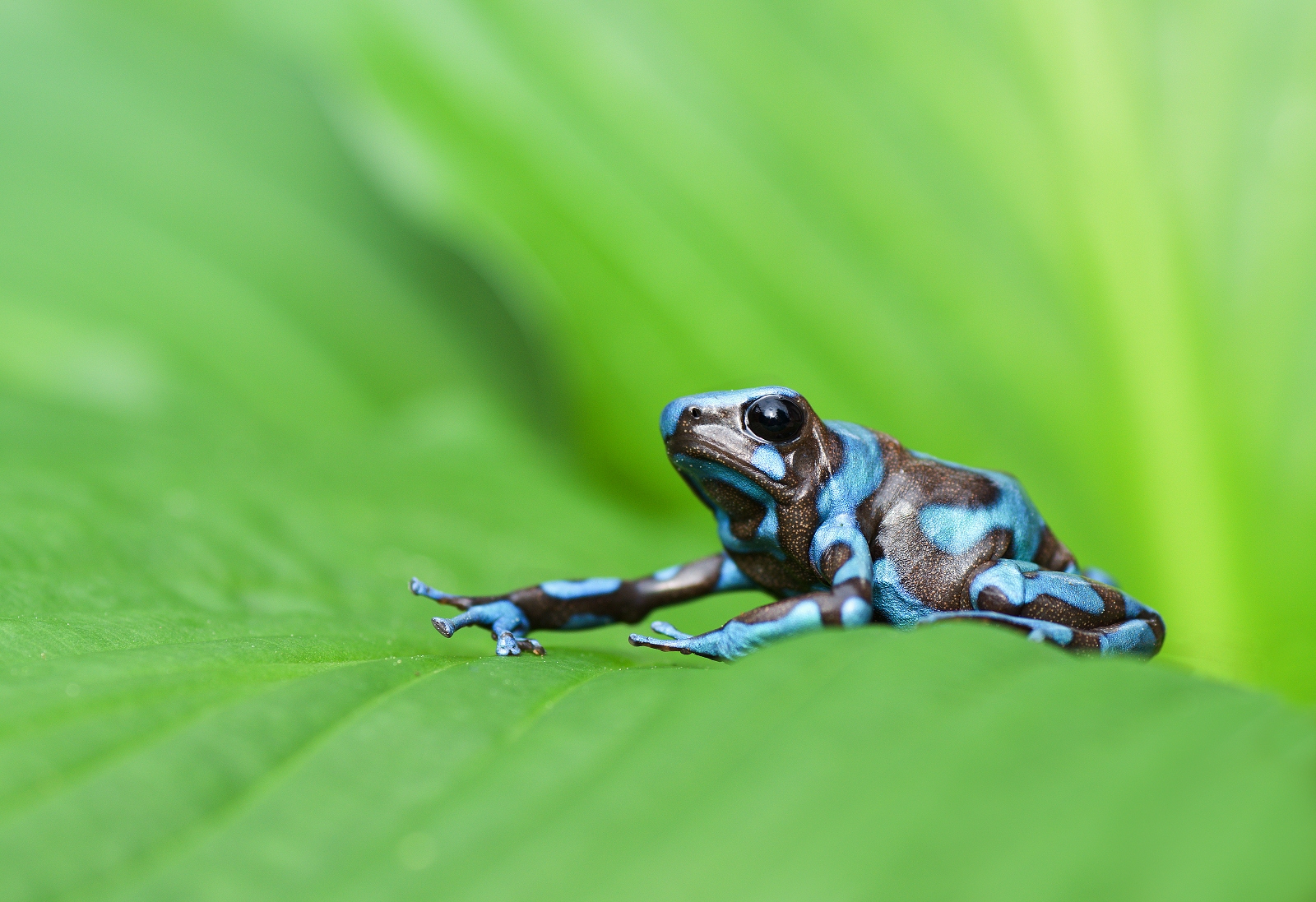 Rana da un Costa Rica-Dendrobates auratus
