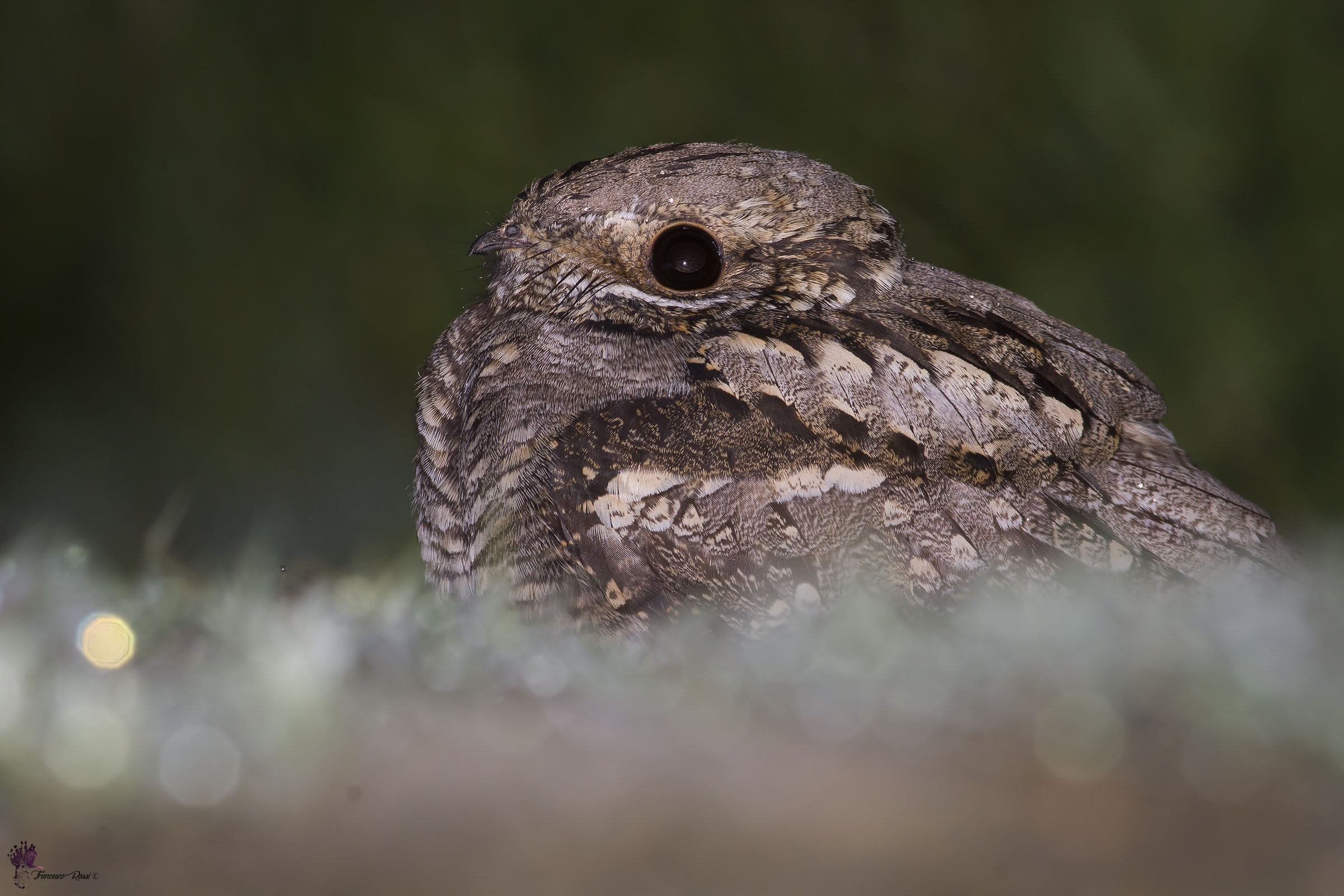 Portrait at Nightjar