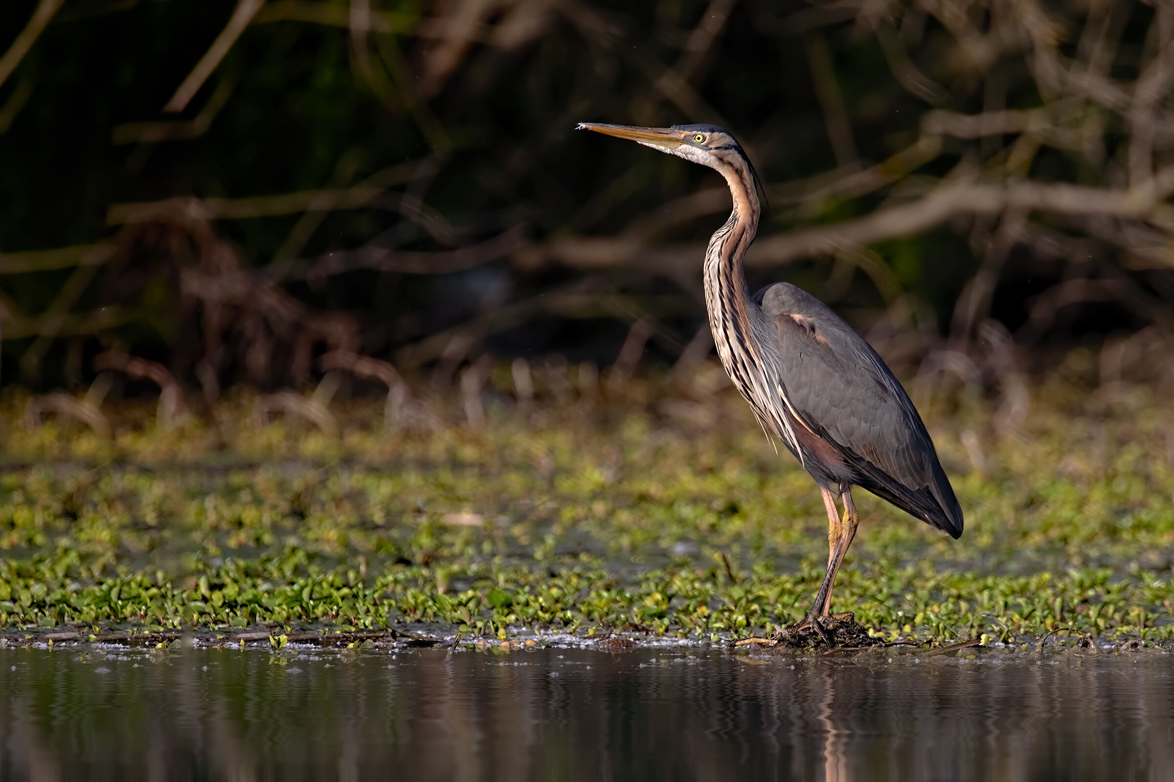 Airone rosso ambientato