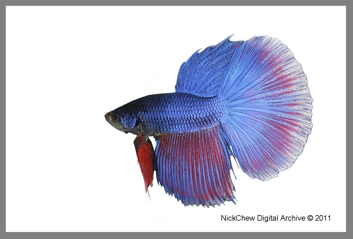 Blue Betta