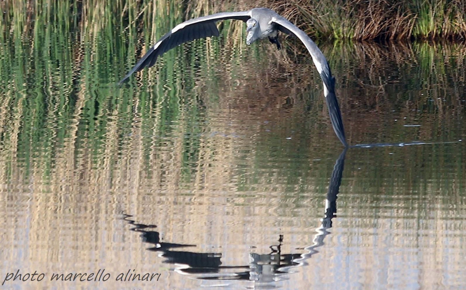 airone cenerino in volo
