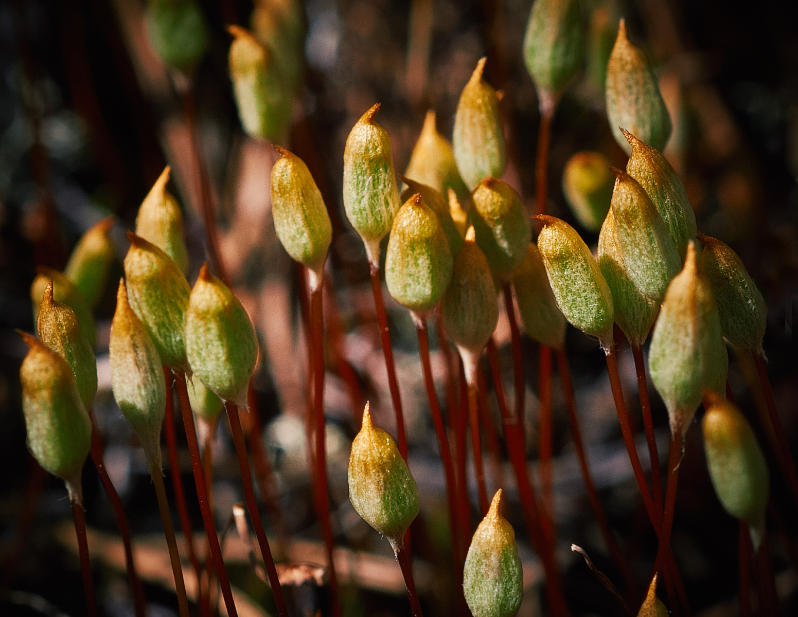 moss cuckoo flax