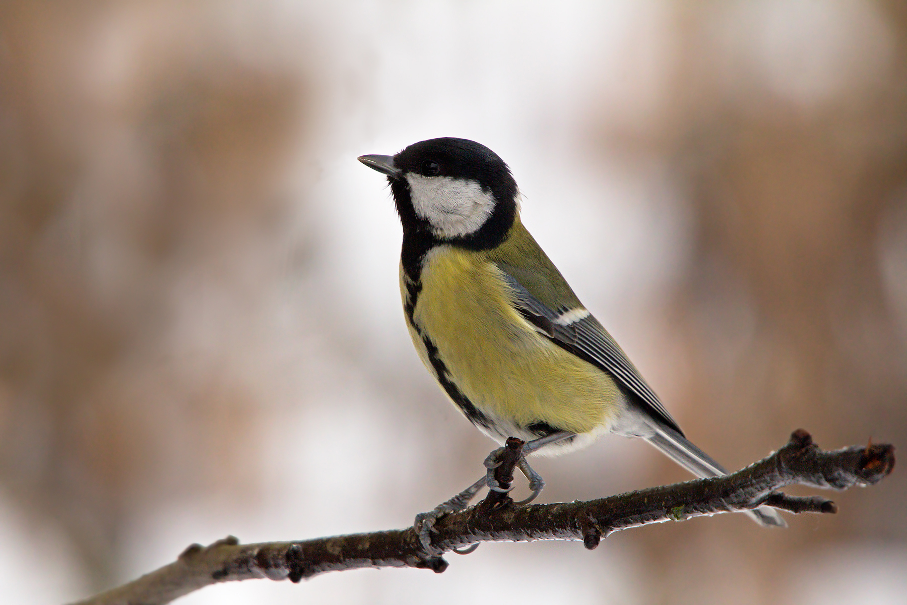 Cinciallegra (Parus major)