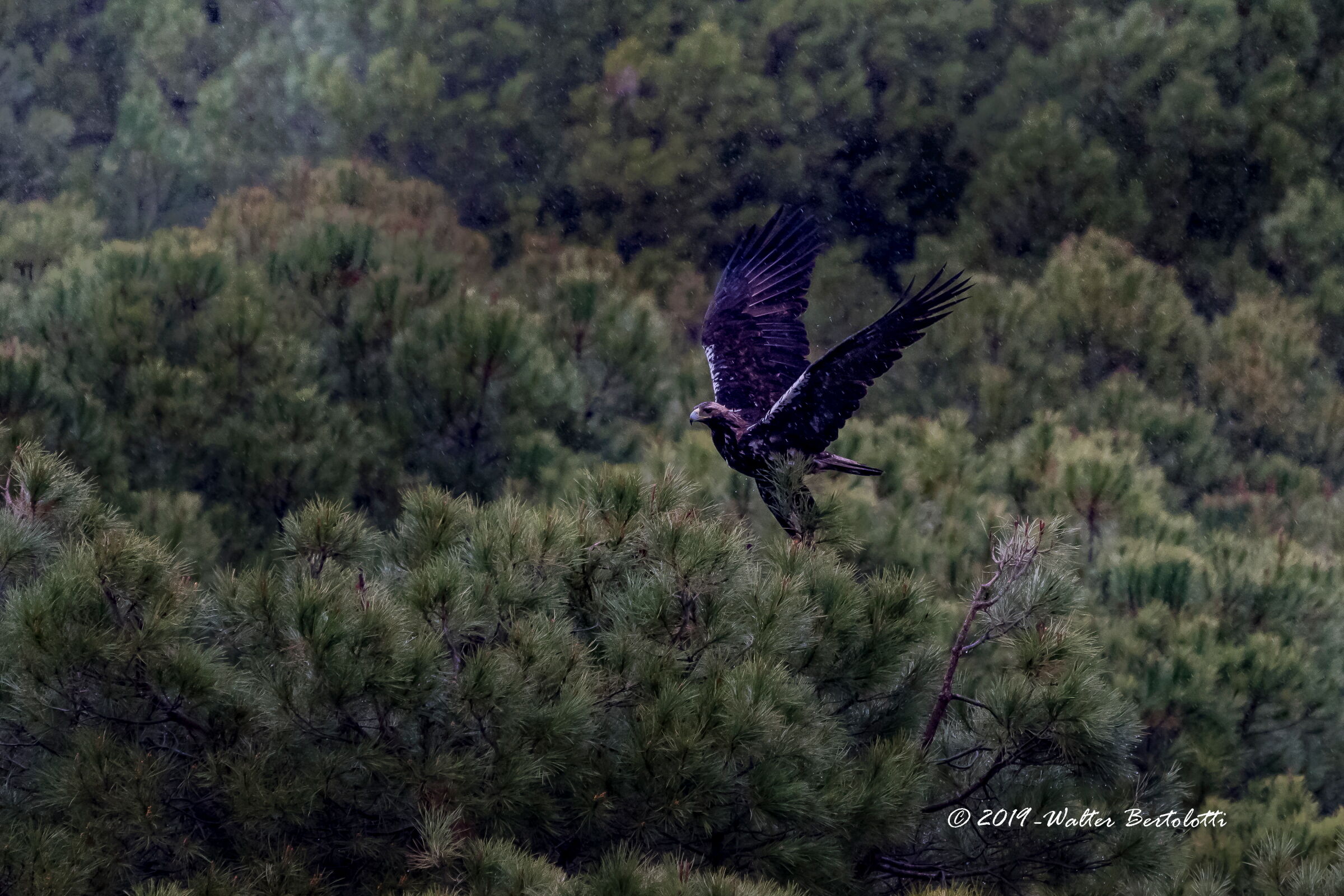la pioggia e l'imperiale
