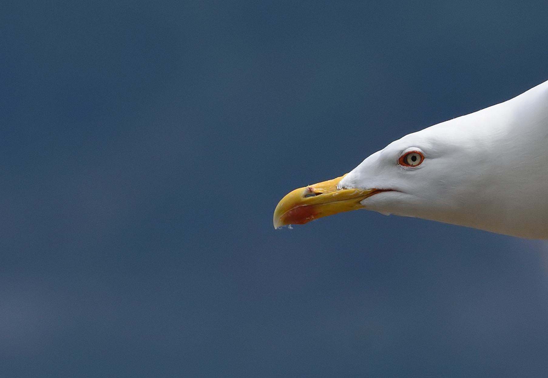 Gabbiano reale (primo piano in volo)