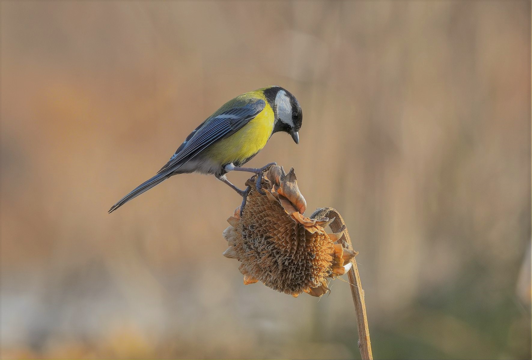 La cinciallegra ed il girasole