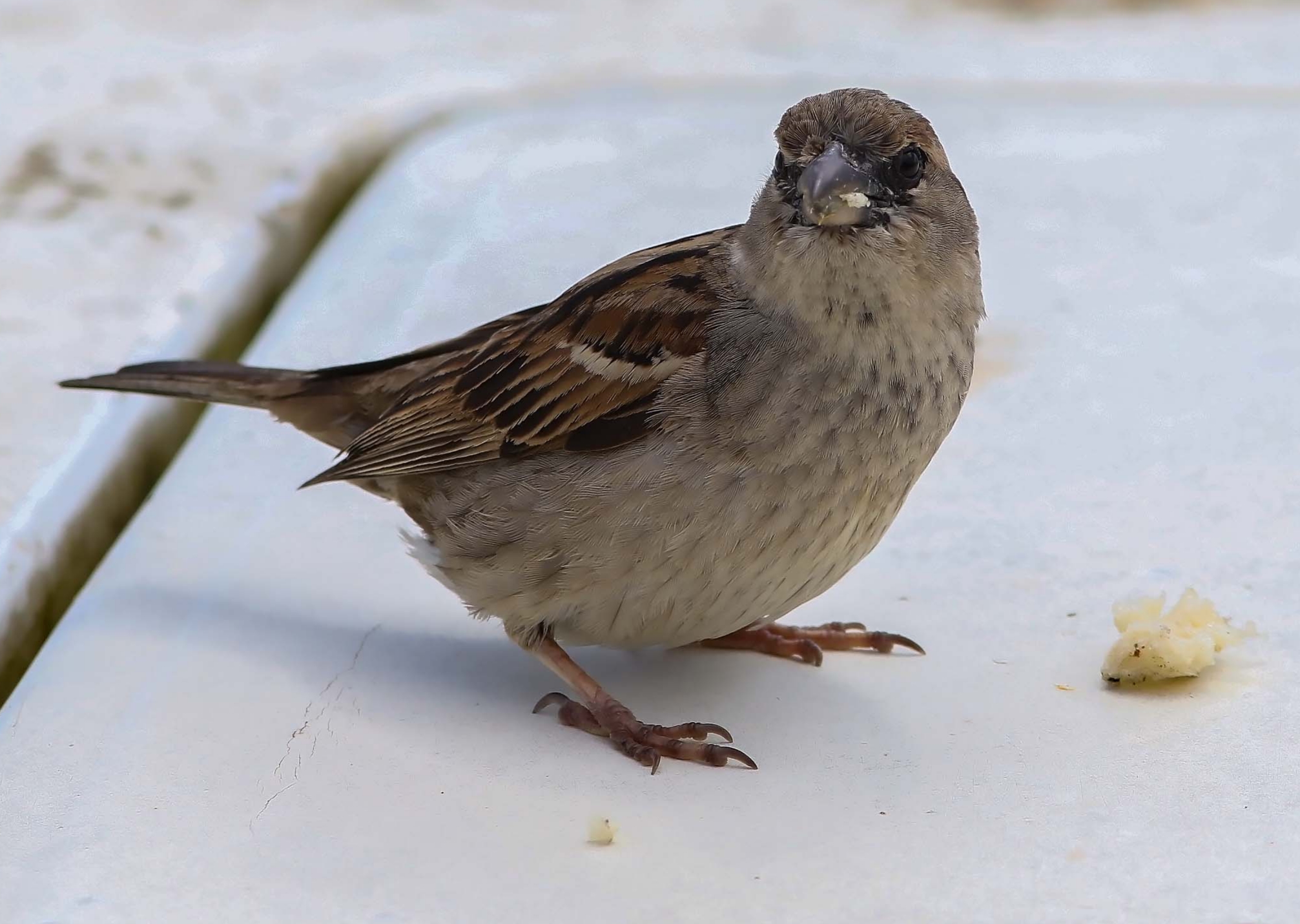Una mollichina x una Foto