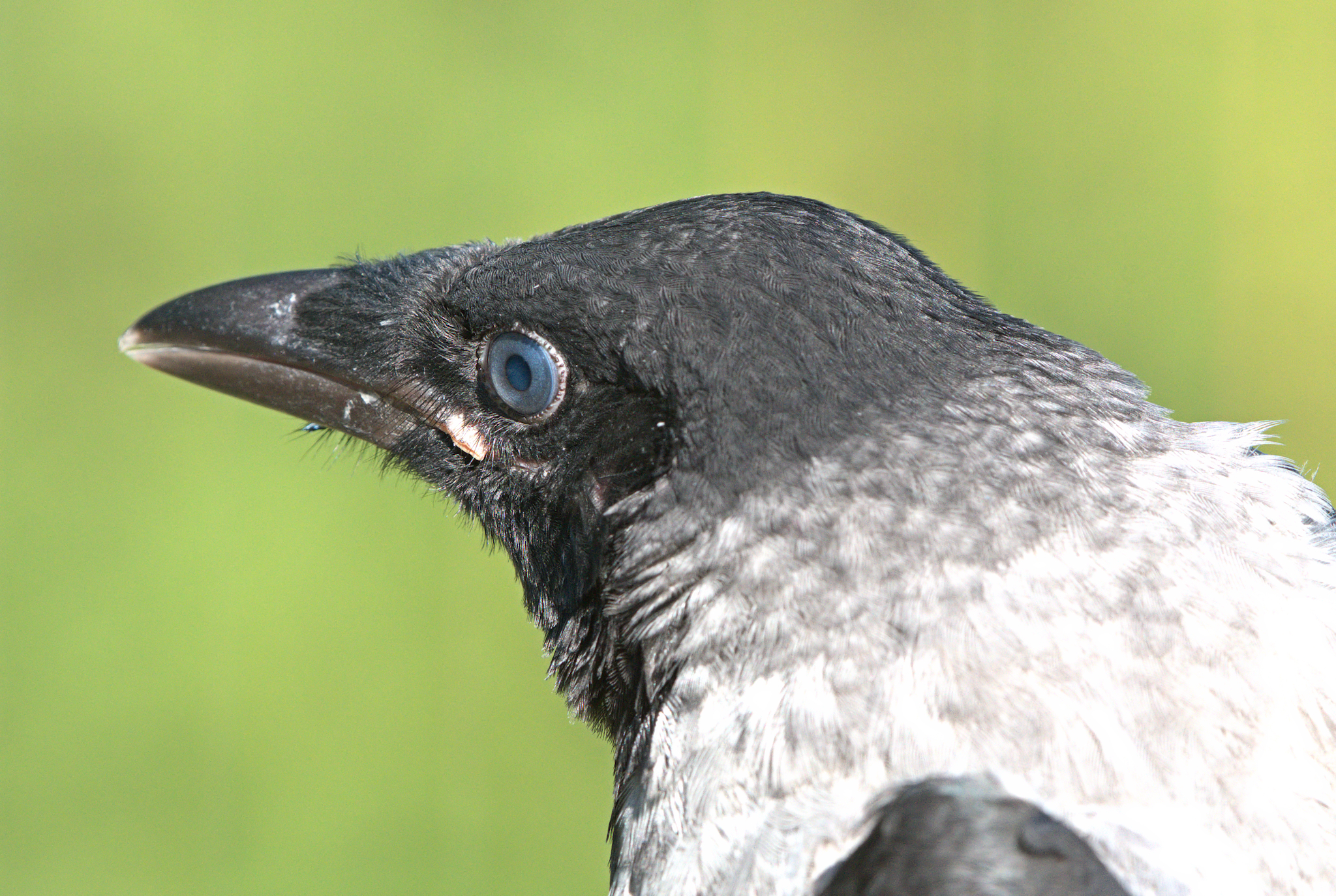 Portrait of Crow