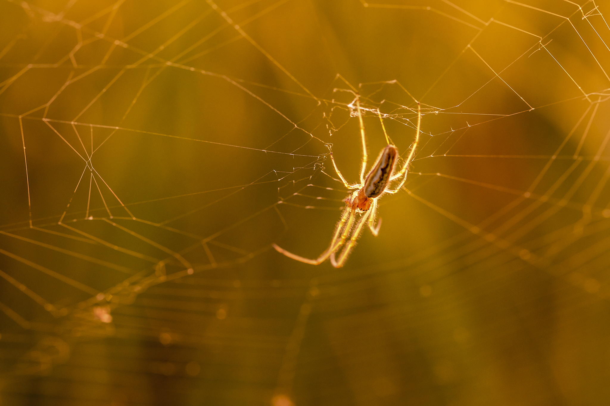 ragno al tramonto