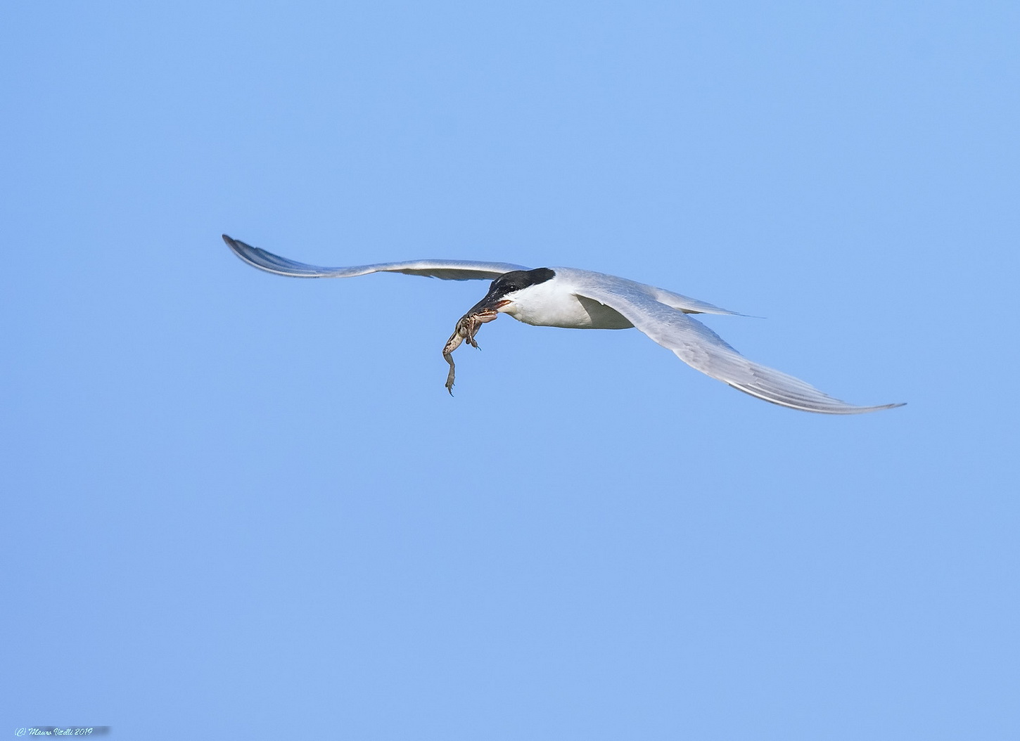 Spat Tern (Gelochedilon nilotica)