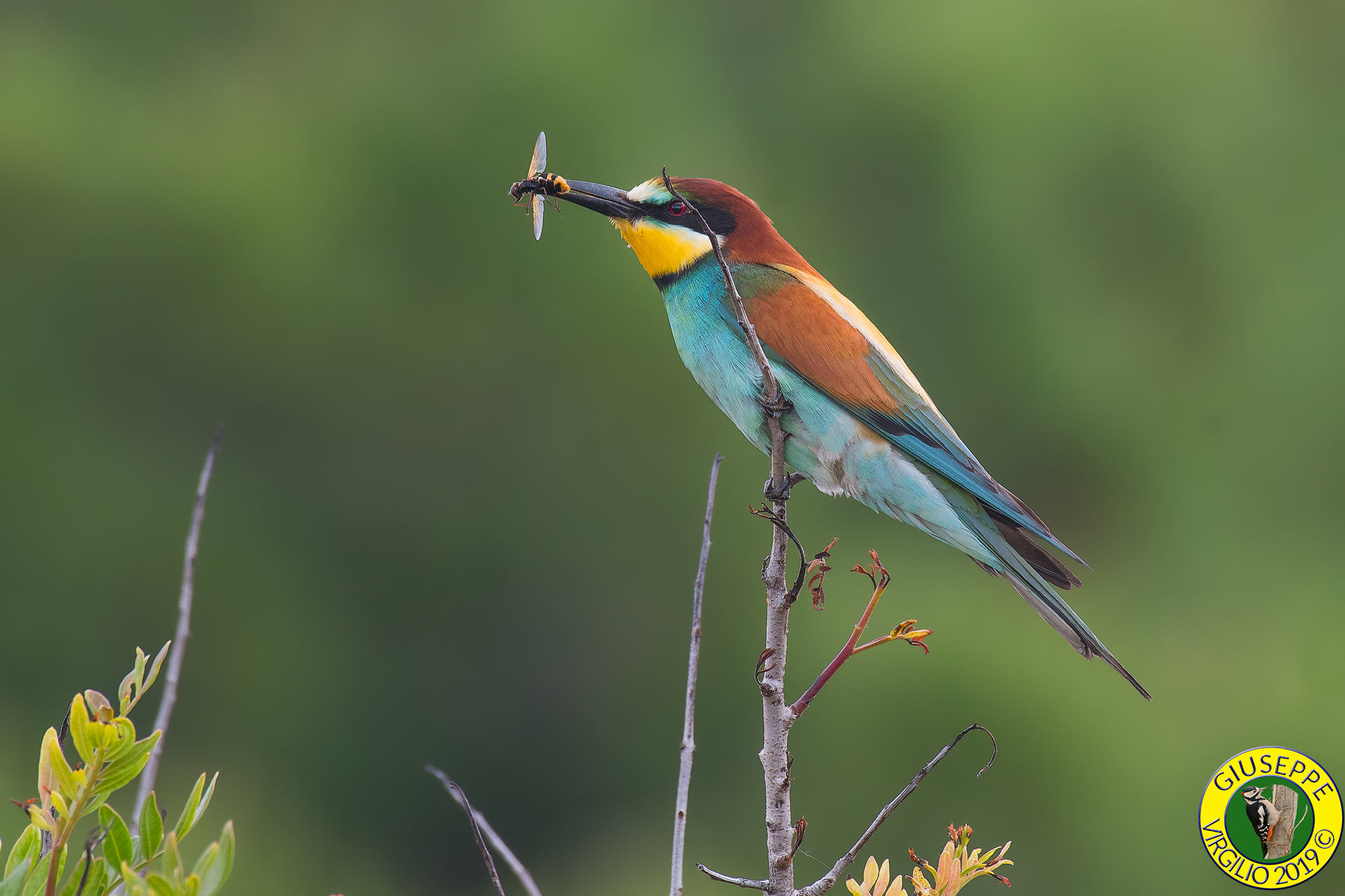 Bee-Eater (SardGruccione (Sardinia) 2019egna) 2019