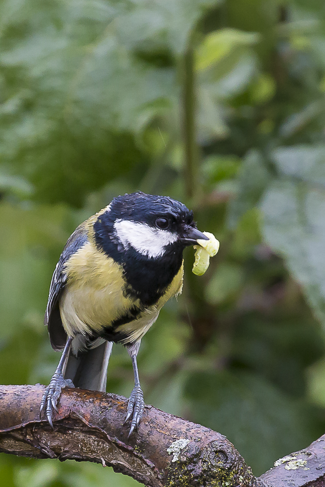 The rain comes down...