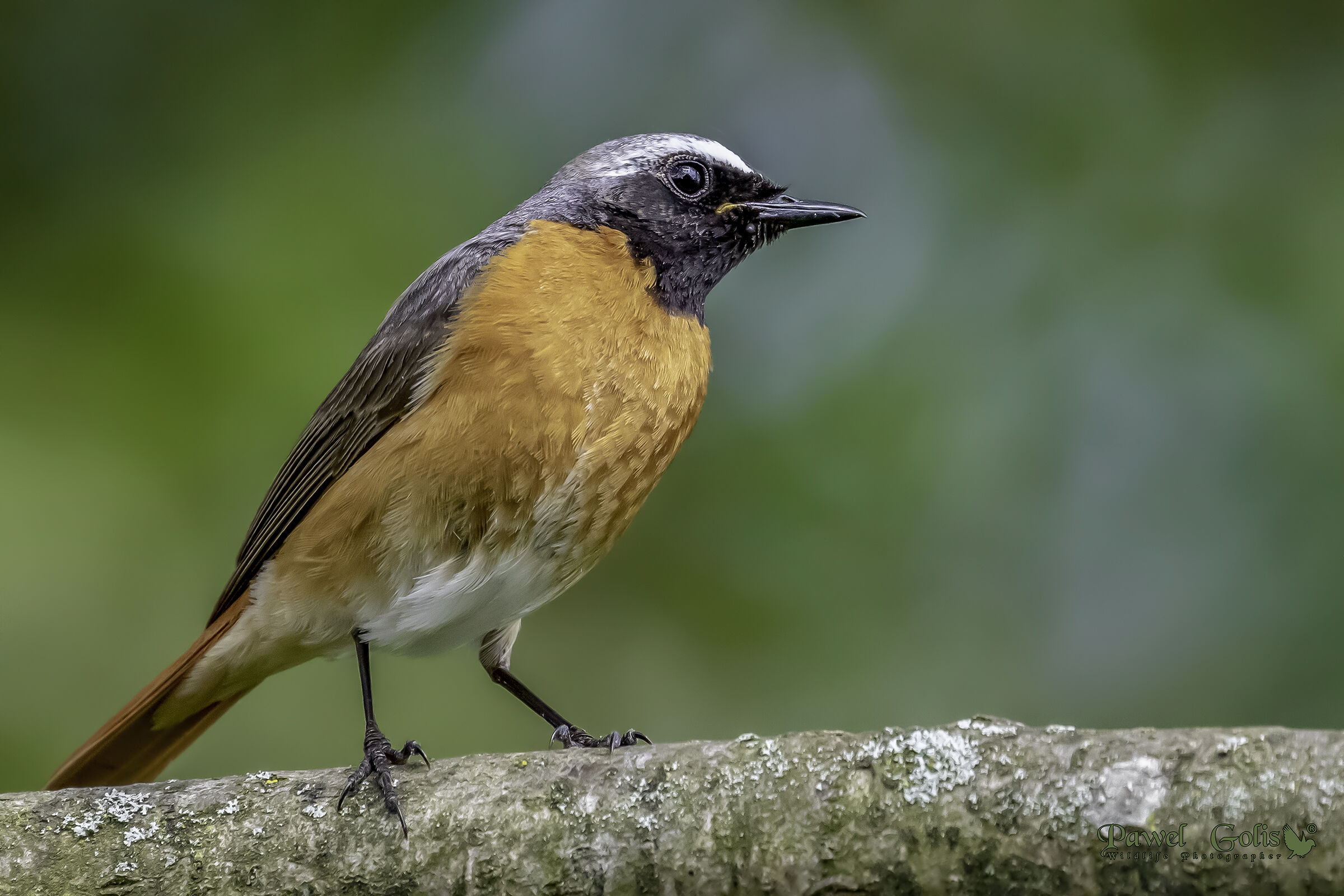 Comune Codirosso (phoenicurus Phoenicurus)