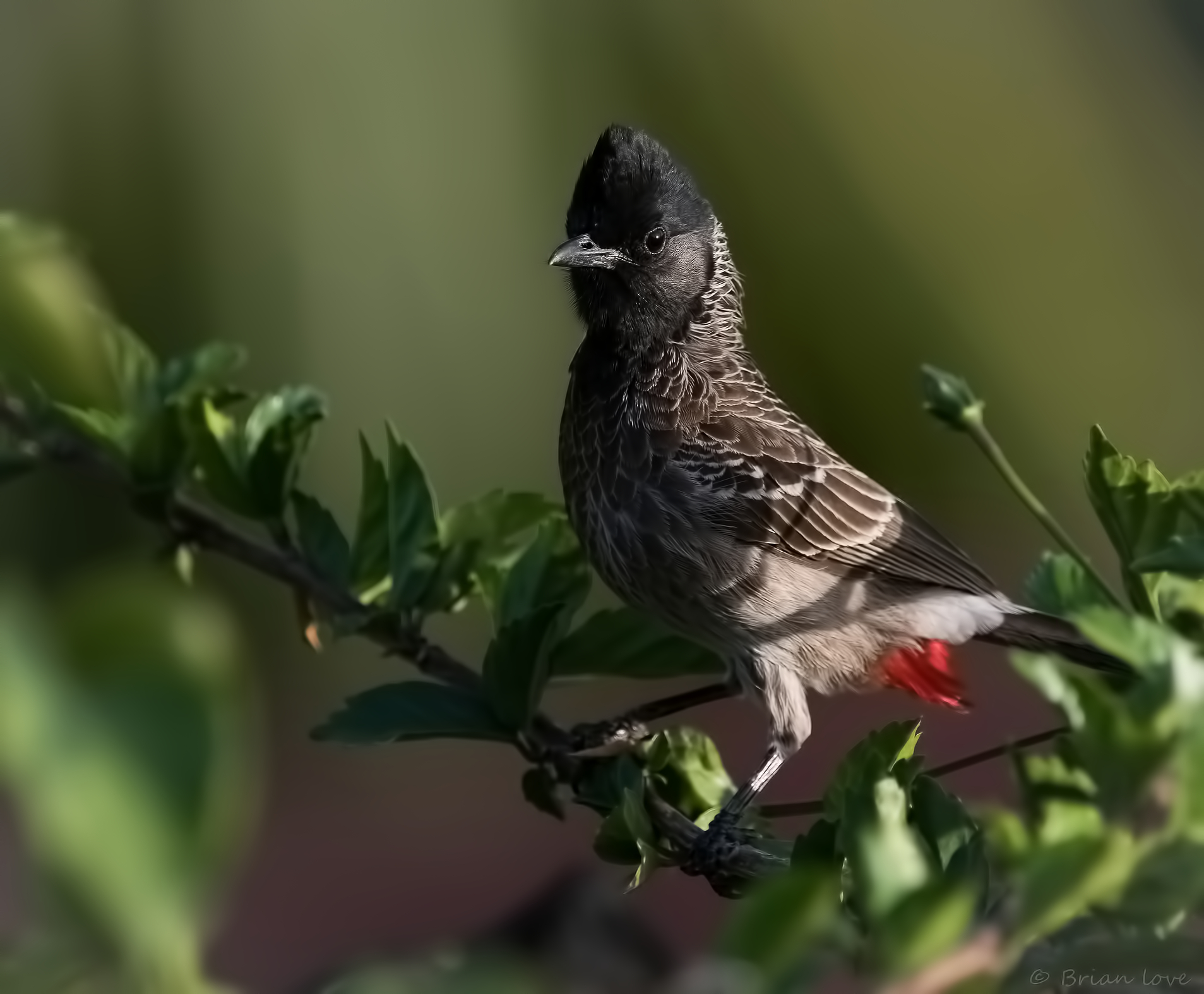 Red-vented Bulbul (Pycnonotus cafer)