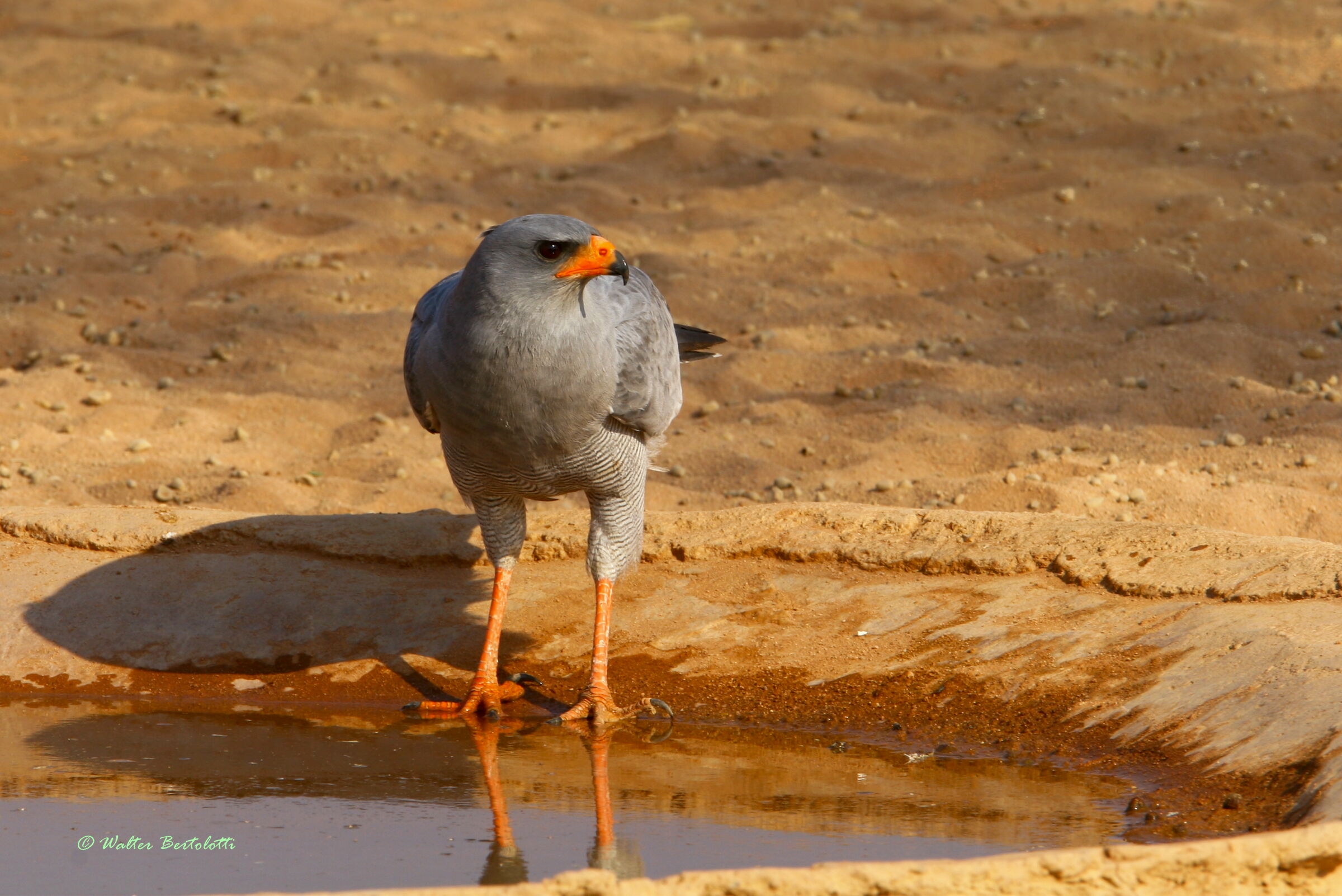 astore cantante chiaro (Melierax canorus