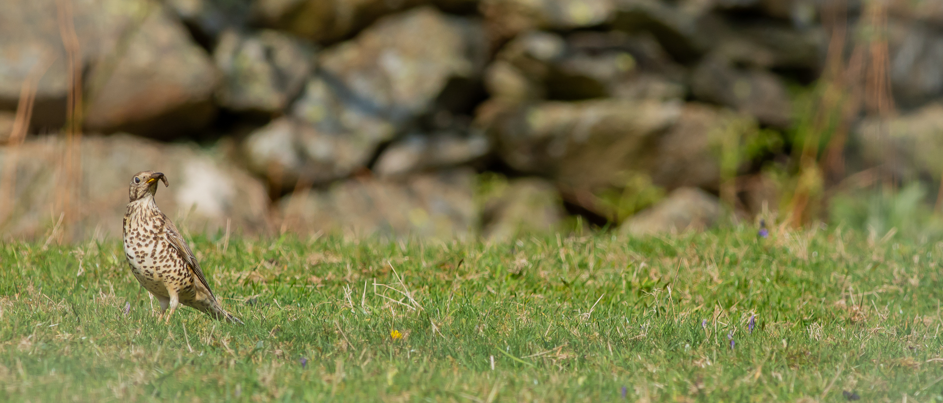la colazione del tordo