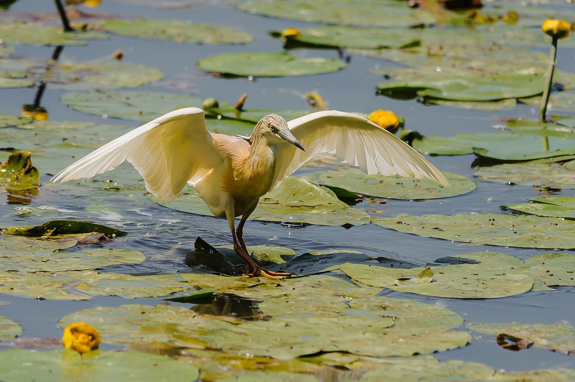 Dancing on the Water