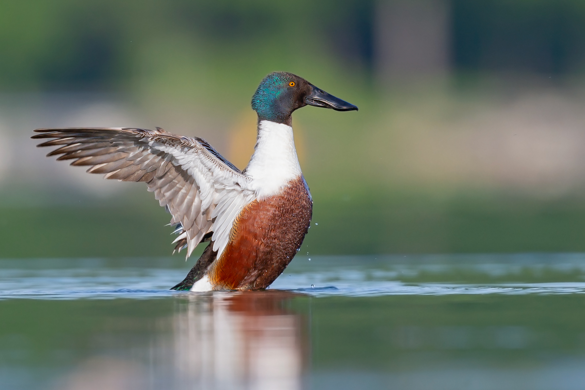 Mestolone a Viverone