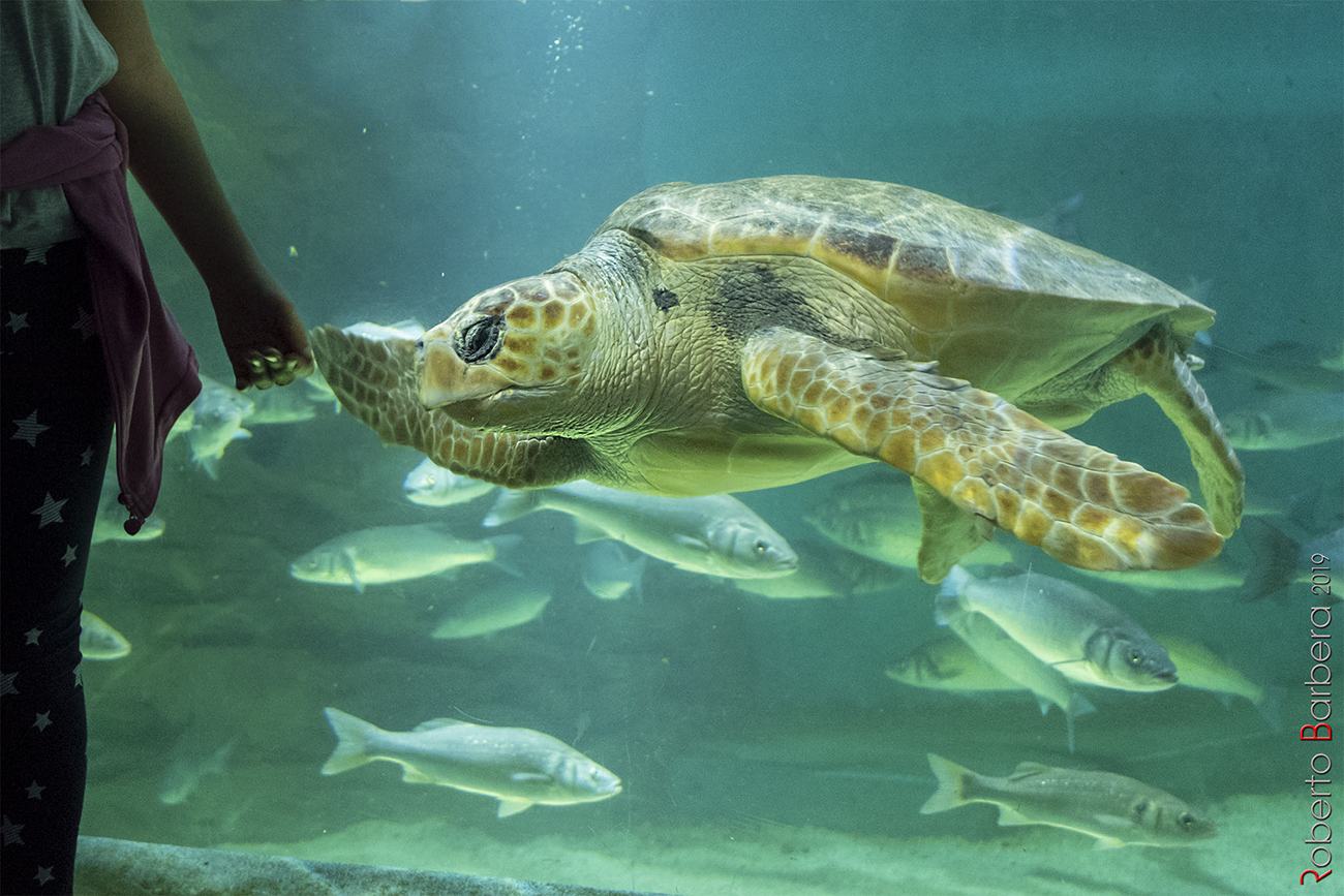 Prigioniera senza colpa...