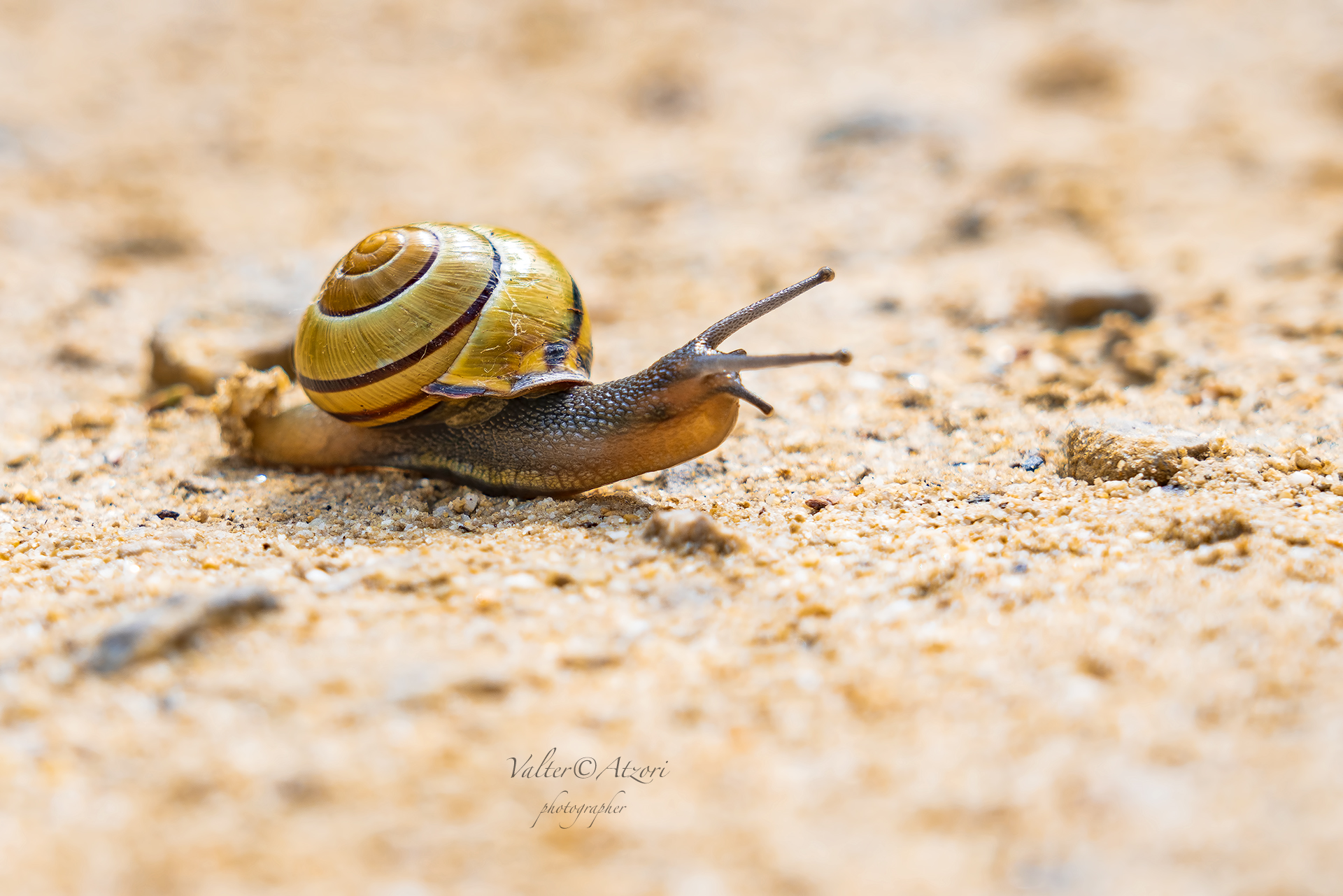A little snail that I risked to crush
