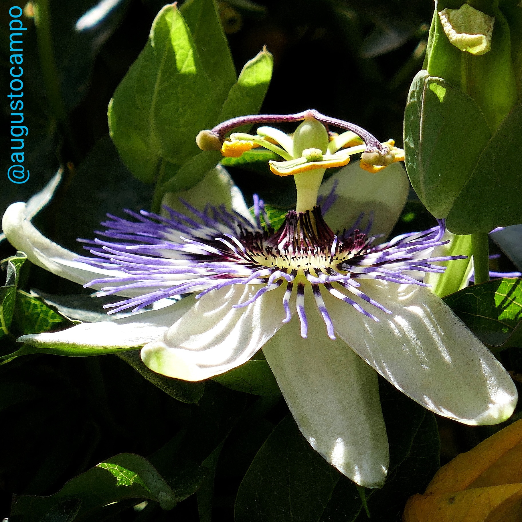 Passiflora cerulea