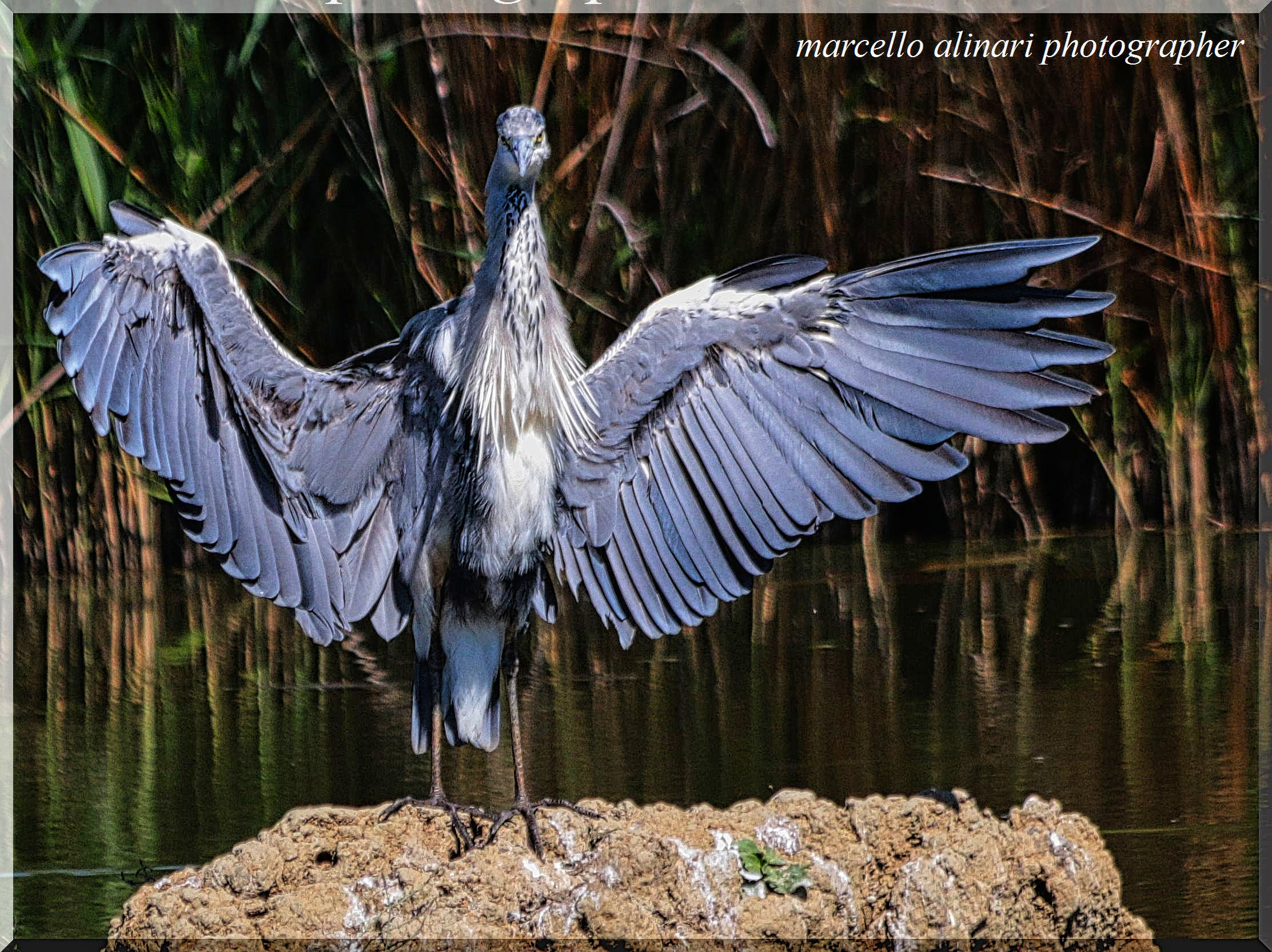 lo spogliarello dell'airone cenerino
