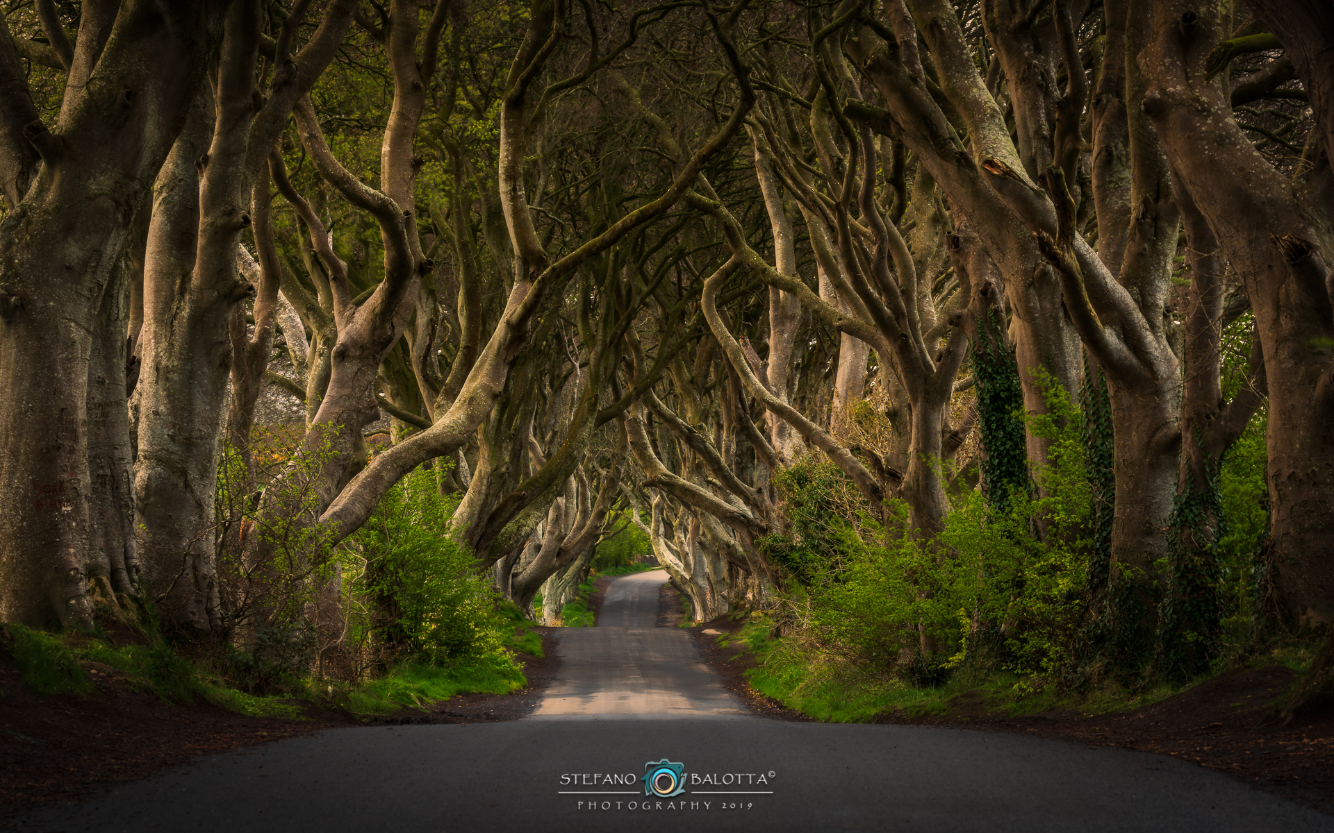 Welcome to the Dark Hedges