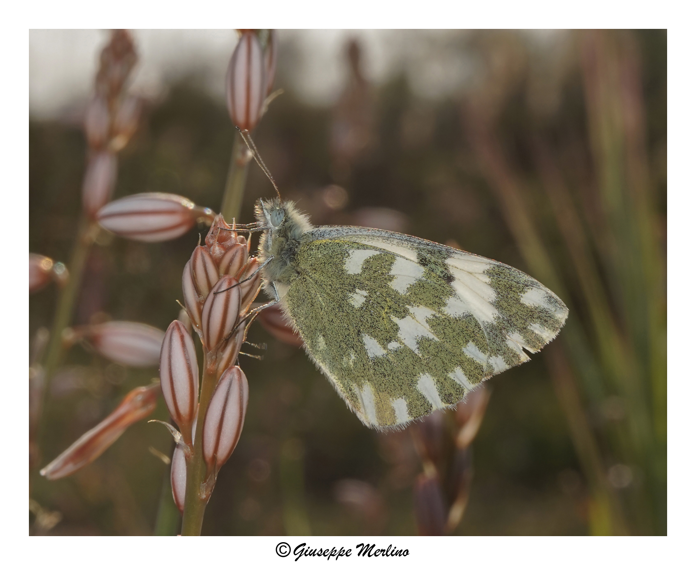 Pontia Edusa at sunset