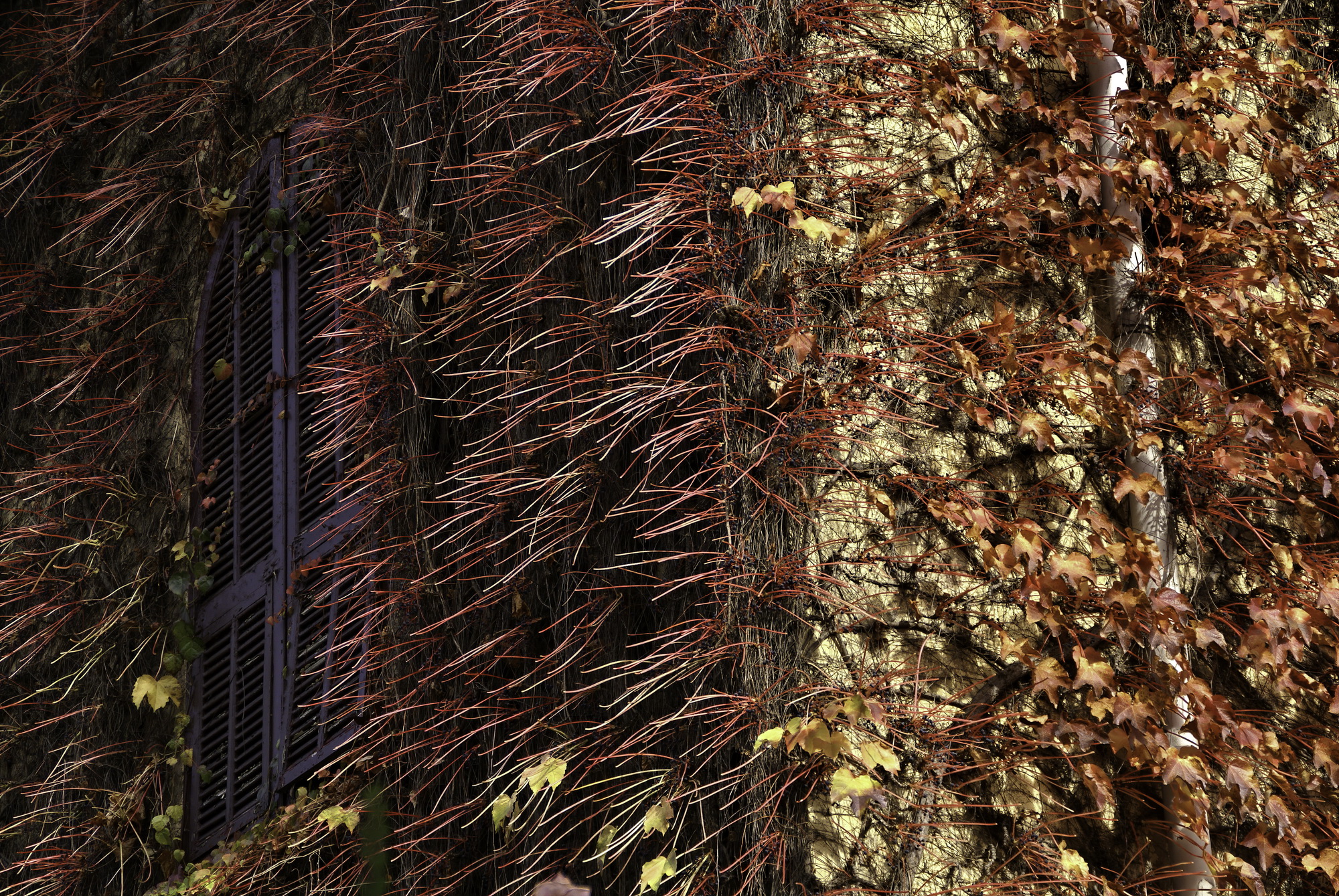 The window and the rest