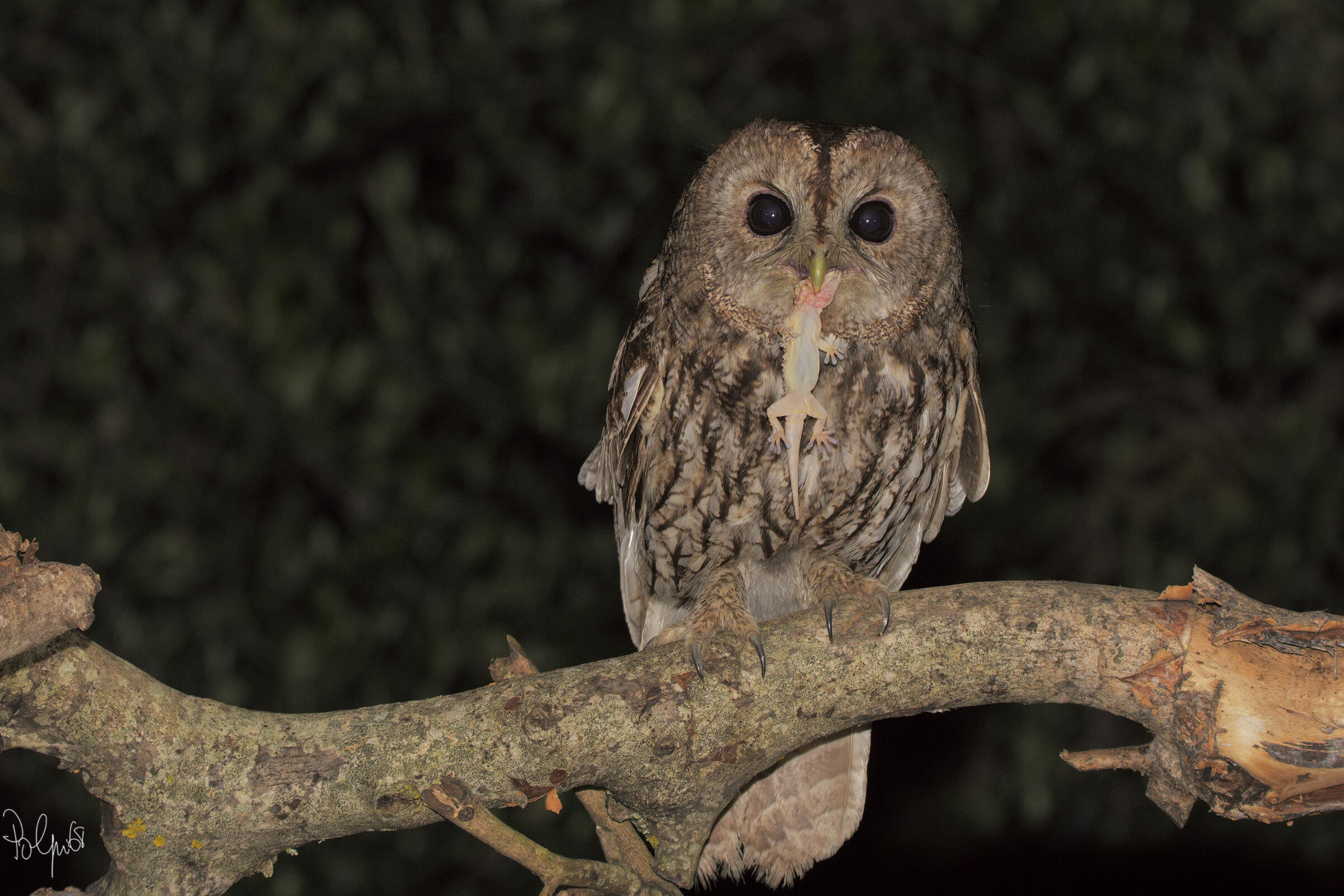 Varied menu for the tawny owl