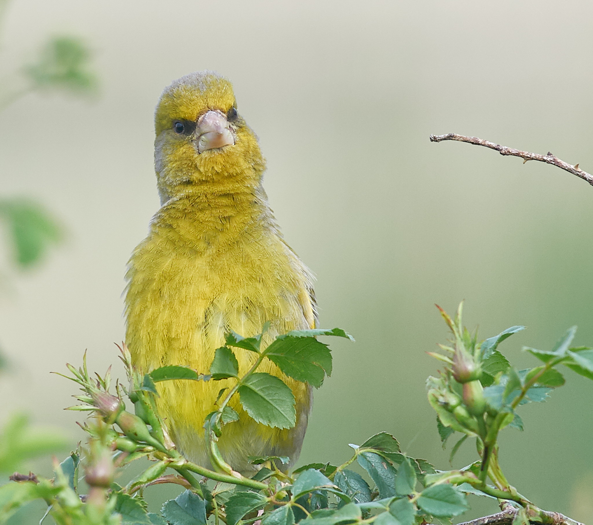Greenfinch