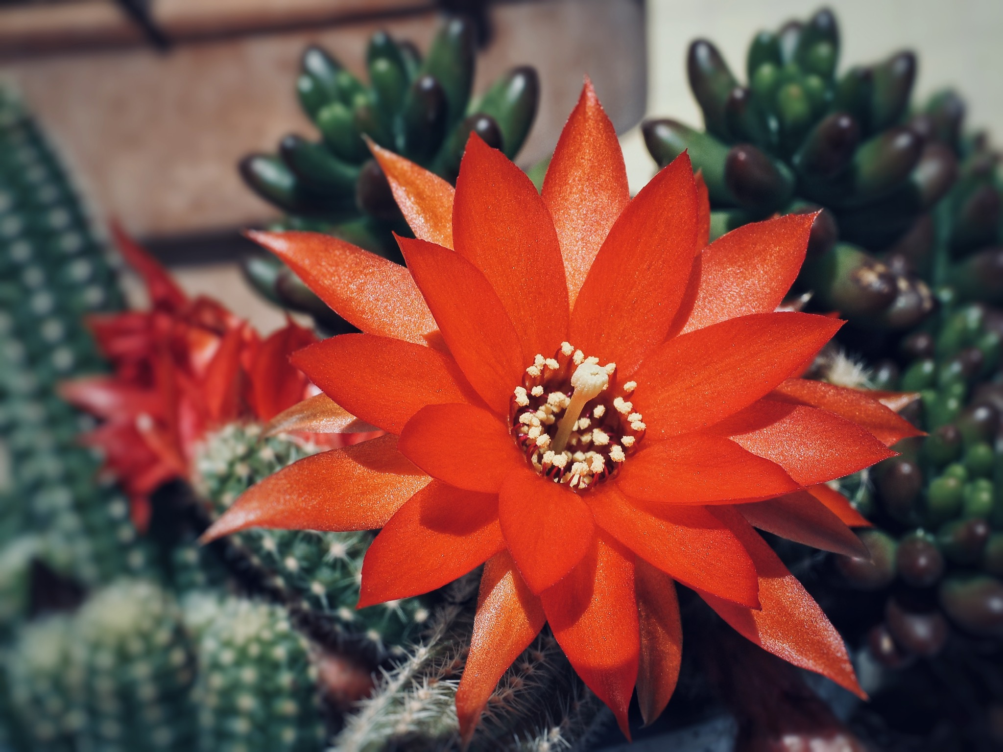 Quando la piantina si gasa!