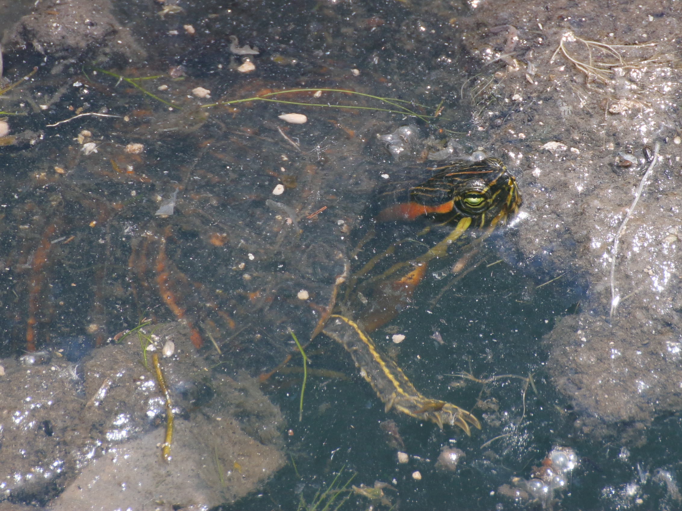 nascosta nello stagno