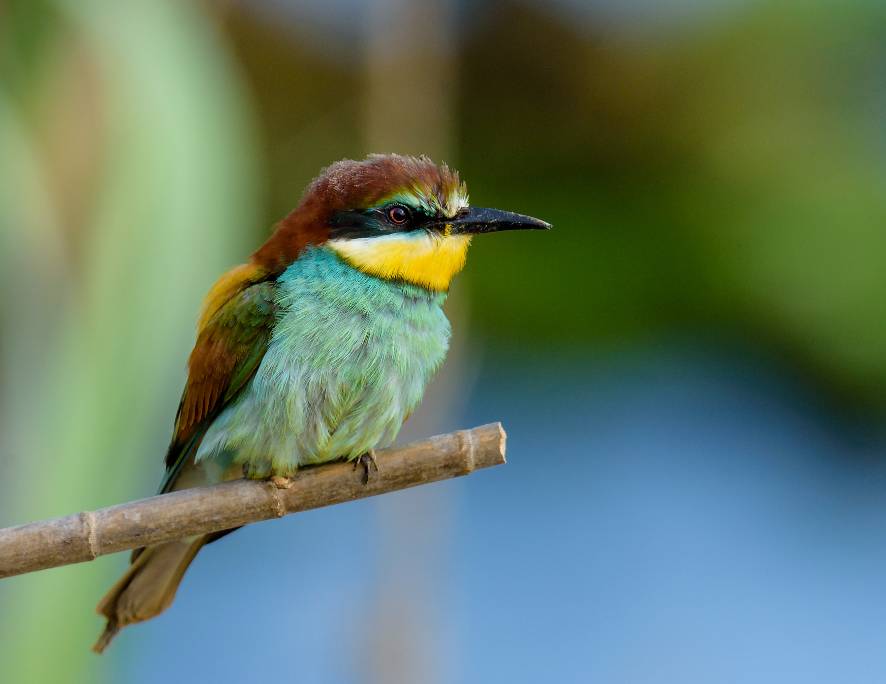 Bee-eater