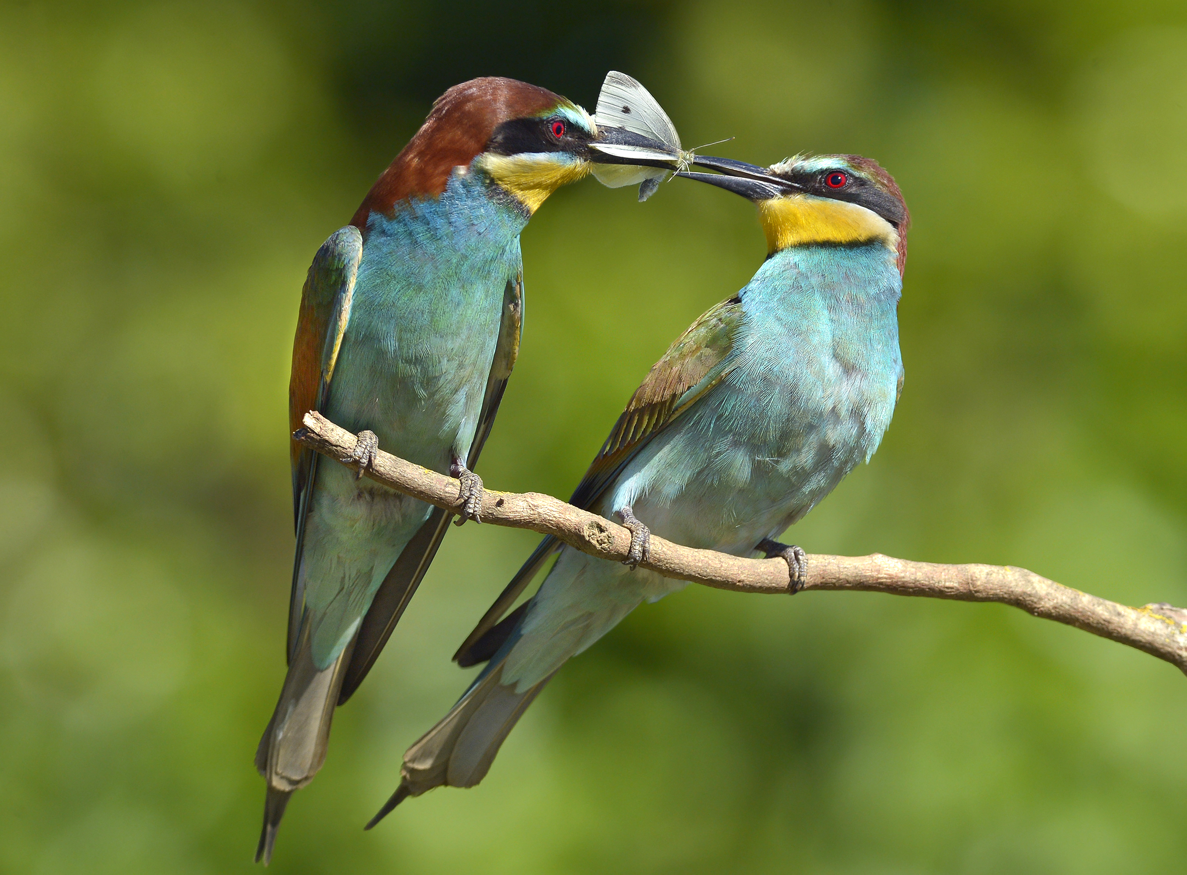 Gruccioni con farfalla.