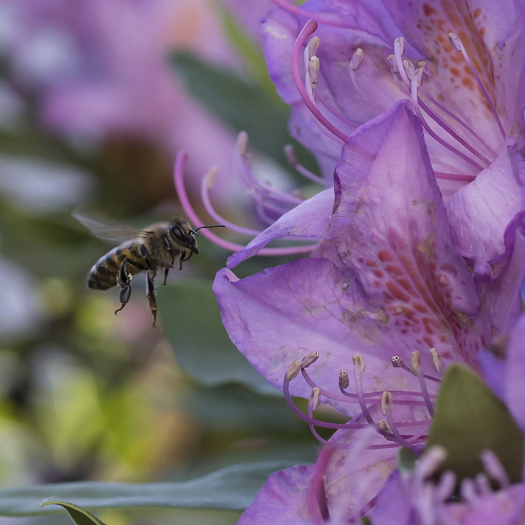 Rhododendron Catawbiense - 6 (con ape)