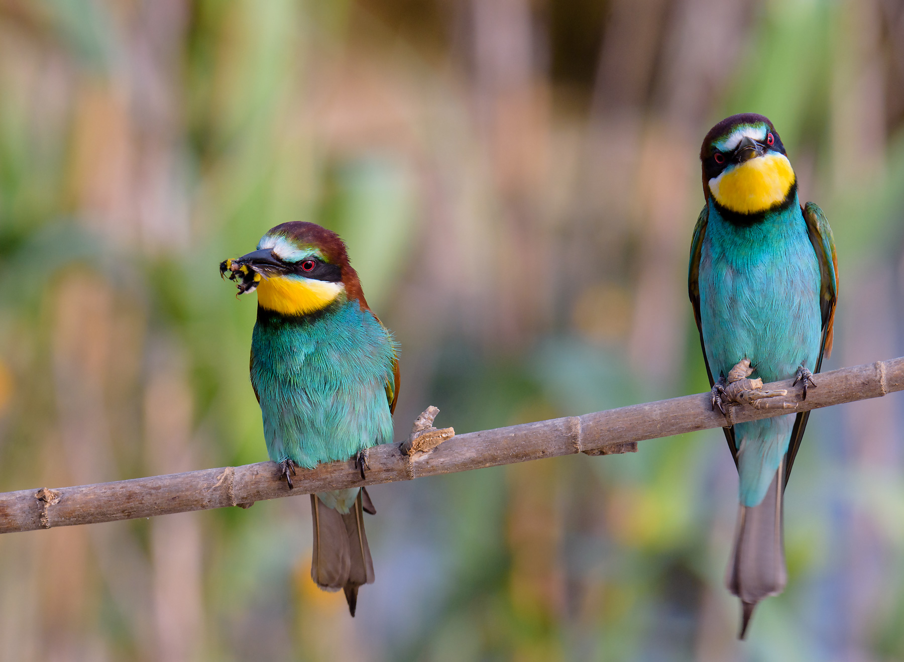 Bee-eater