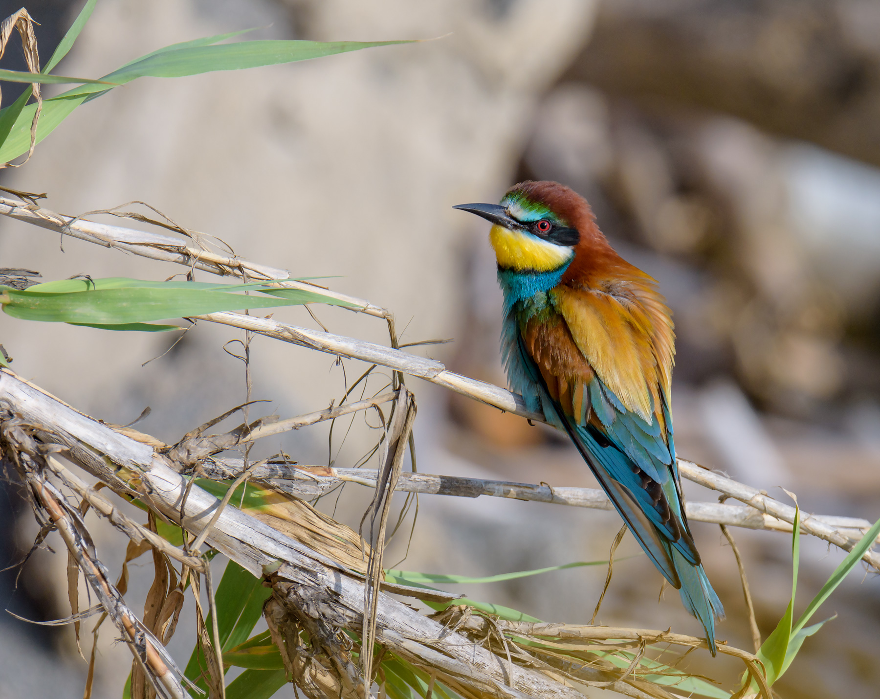Bee-eater
